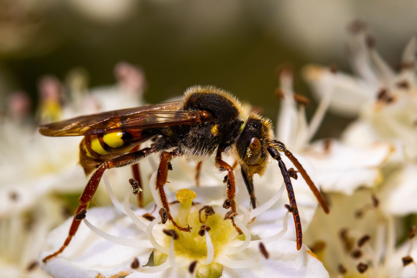 Canon EOS 80D sample photo. Insect, flower, nature photography