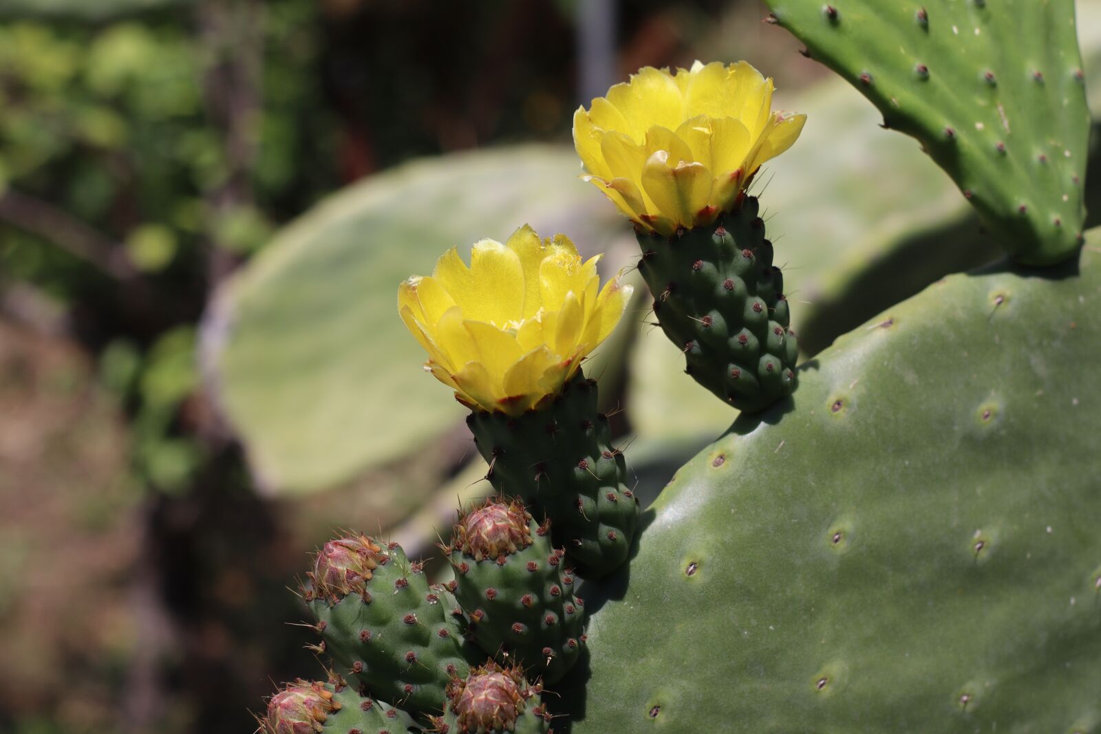 Canon EOS M50 (EOS Kiss M) sample photo. Cactus, tunera, prickly pear photography
