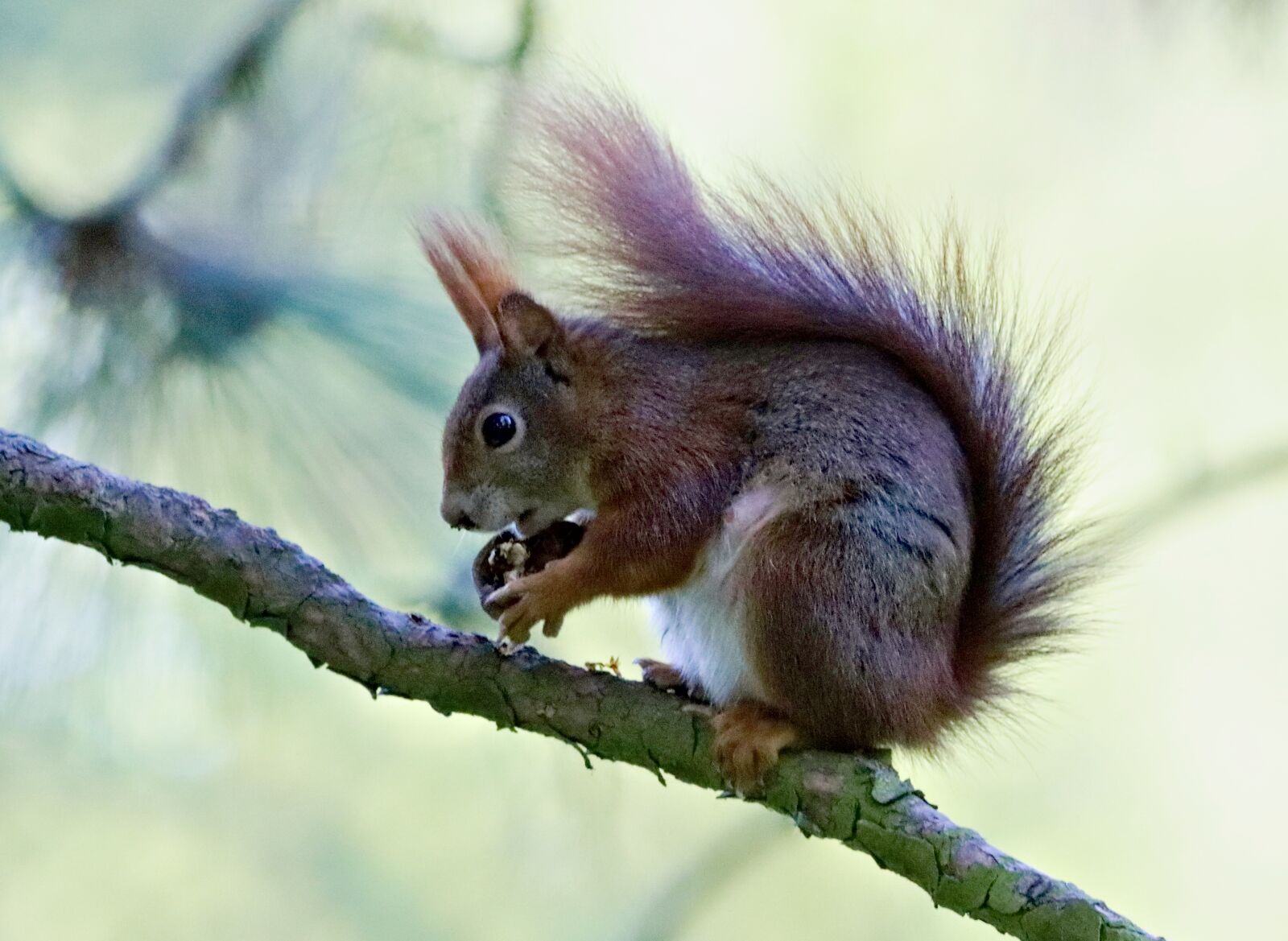 150-600mm F5-6.3 DG OS HSM | Contemporary 015 sample photo. The squirrel, general, sitting photography