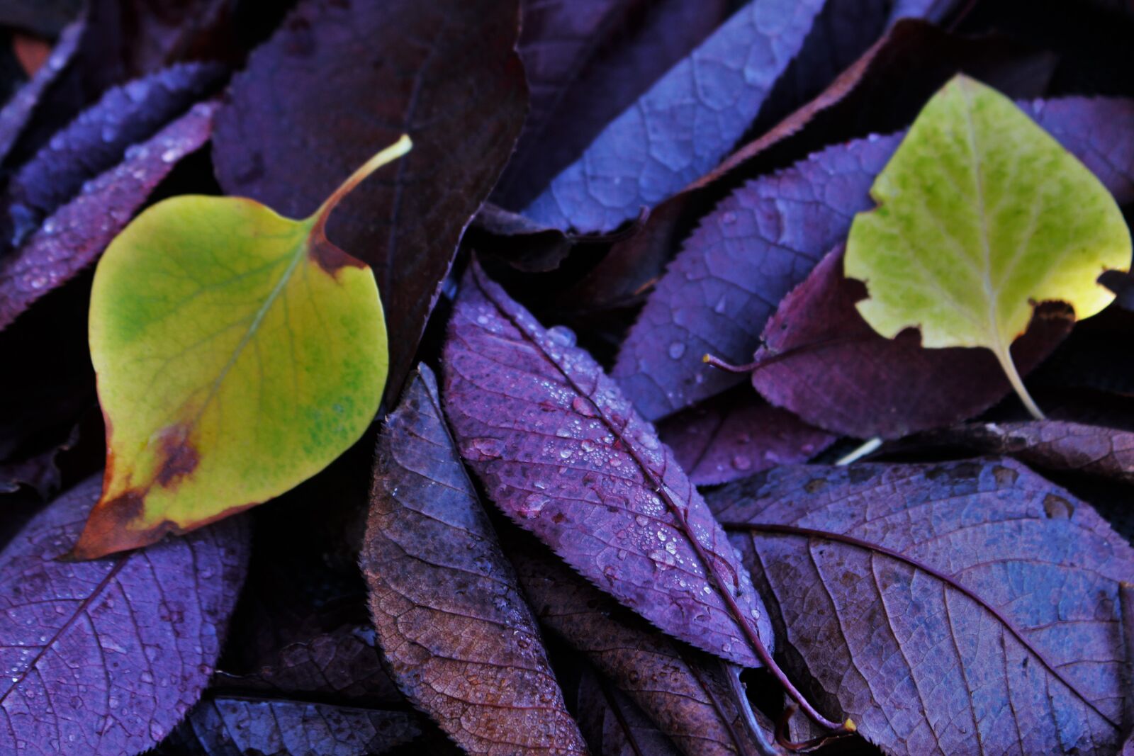 Canon EOS 700D (EOS Rebel T5i / EOS Kiss X7i) sample photo. Leaves, green, purple photography