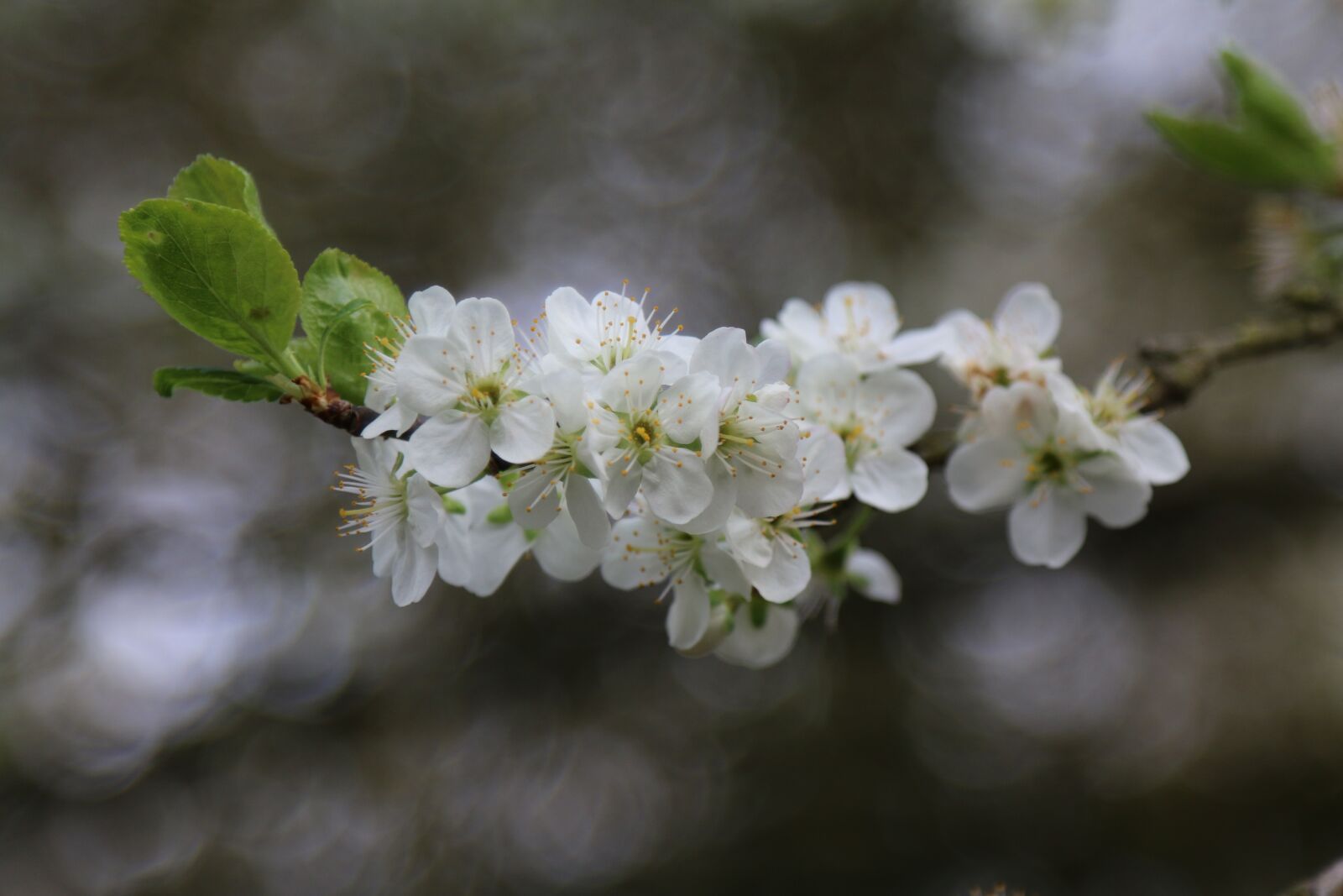Canon EOS 70D sample photo. Plum, flowers, orchard photography