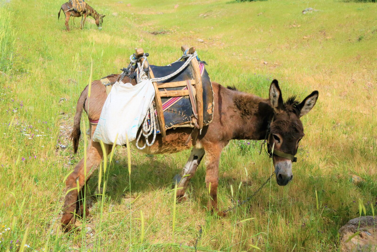 Canon EF 24-105mm F4L IS USM sample photo. Donkey, animal, saddle photography