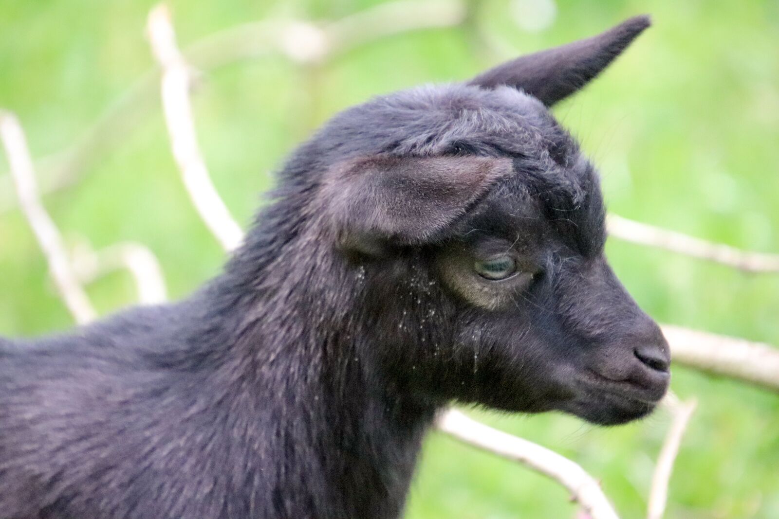 Canon EOS 800D (EOS Rebel T7i / EOS Kiss X9i) sample photo. Goat, baby goat, animal photography