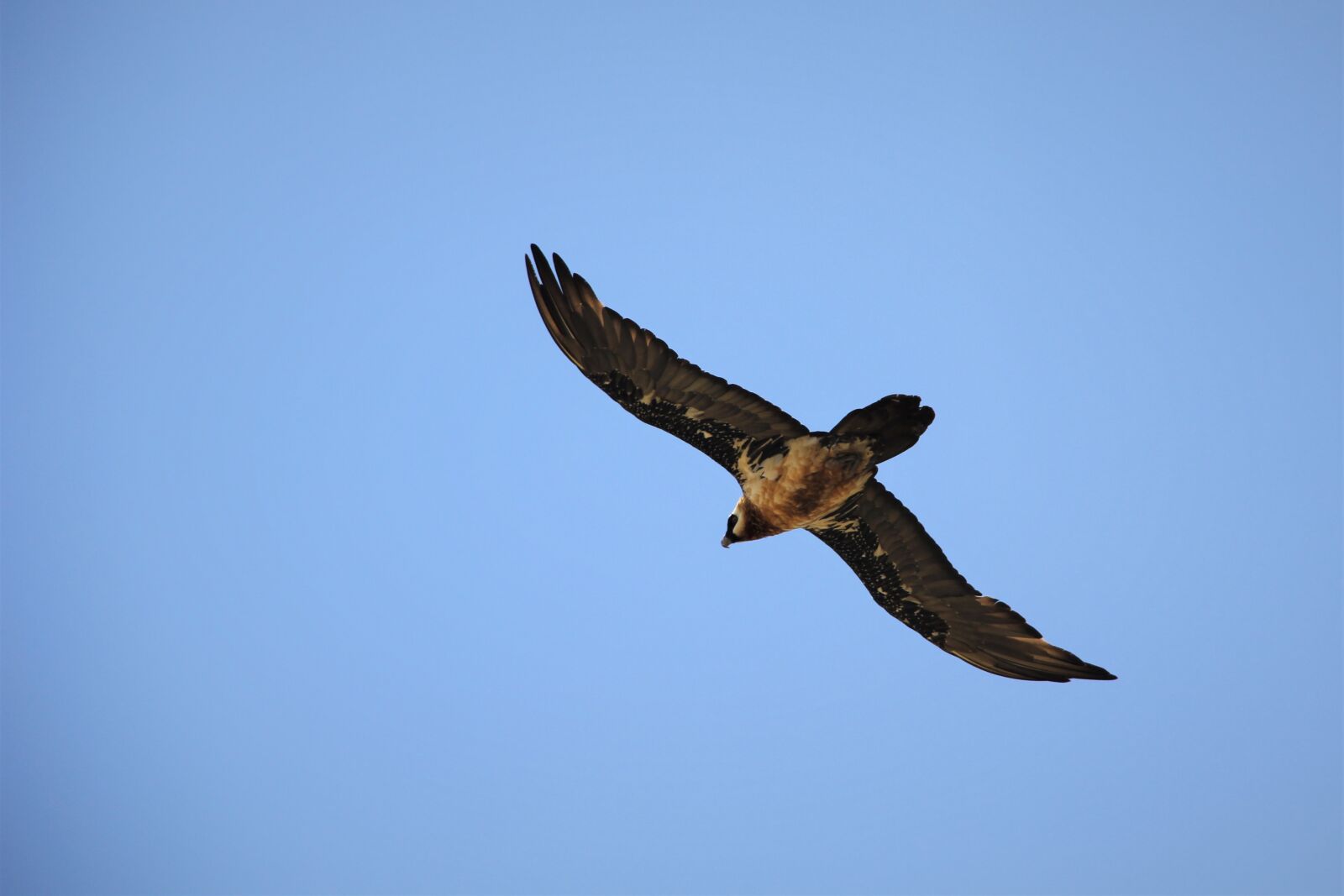 Canon EOS 60D sample photo. Bearded, vulture, endangered photography