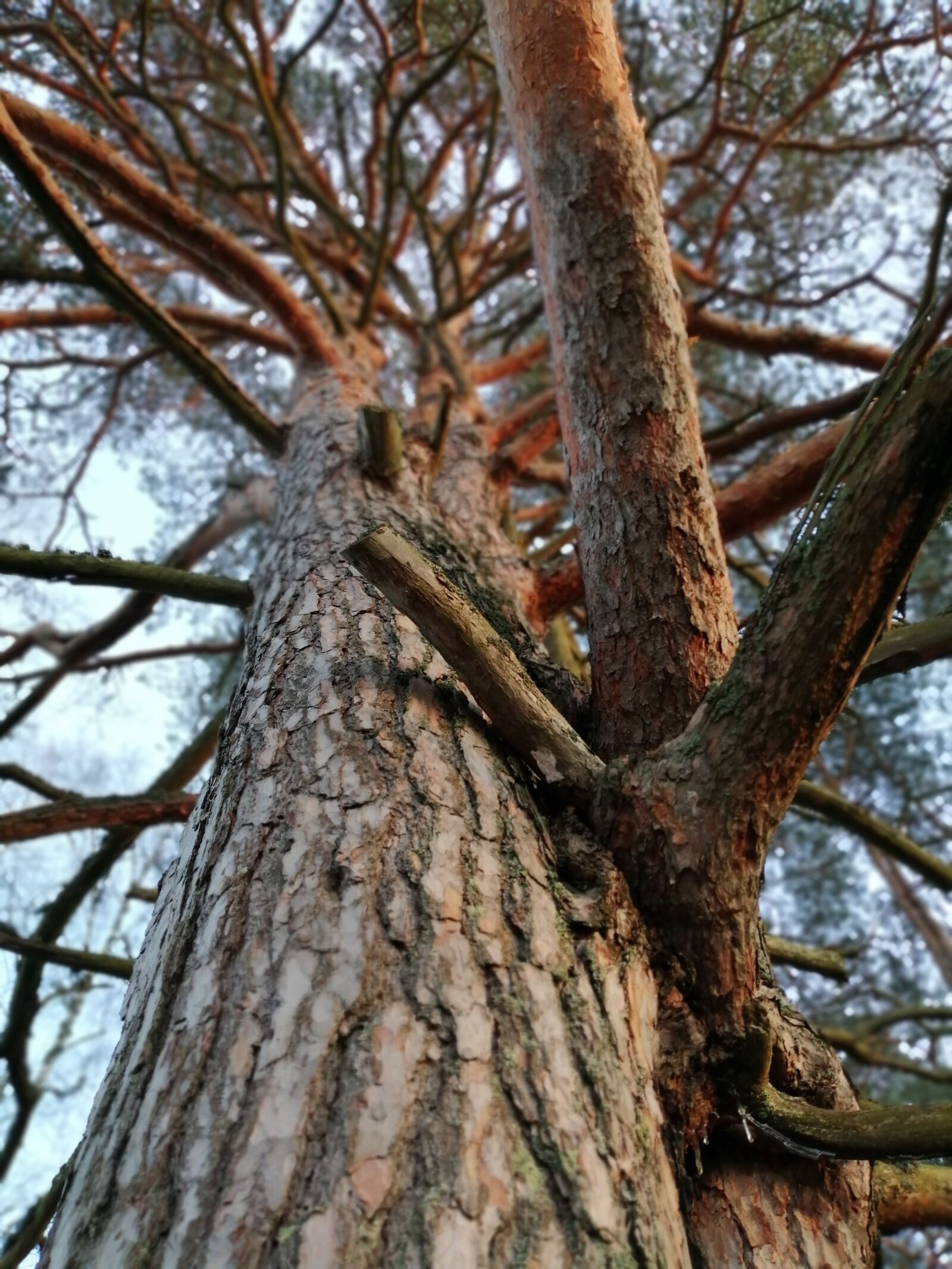 HUAWEI P SMART 2019 sample photo. Pine, tree, winter photography