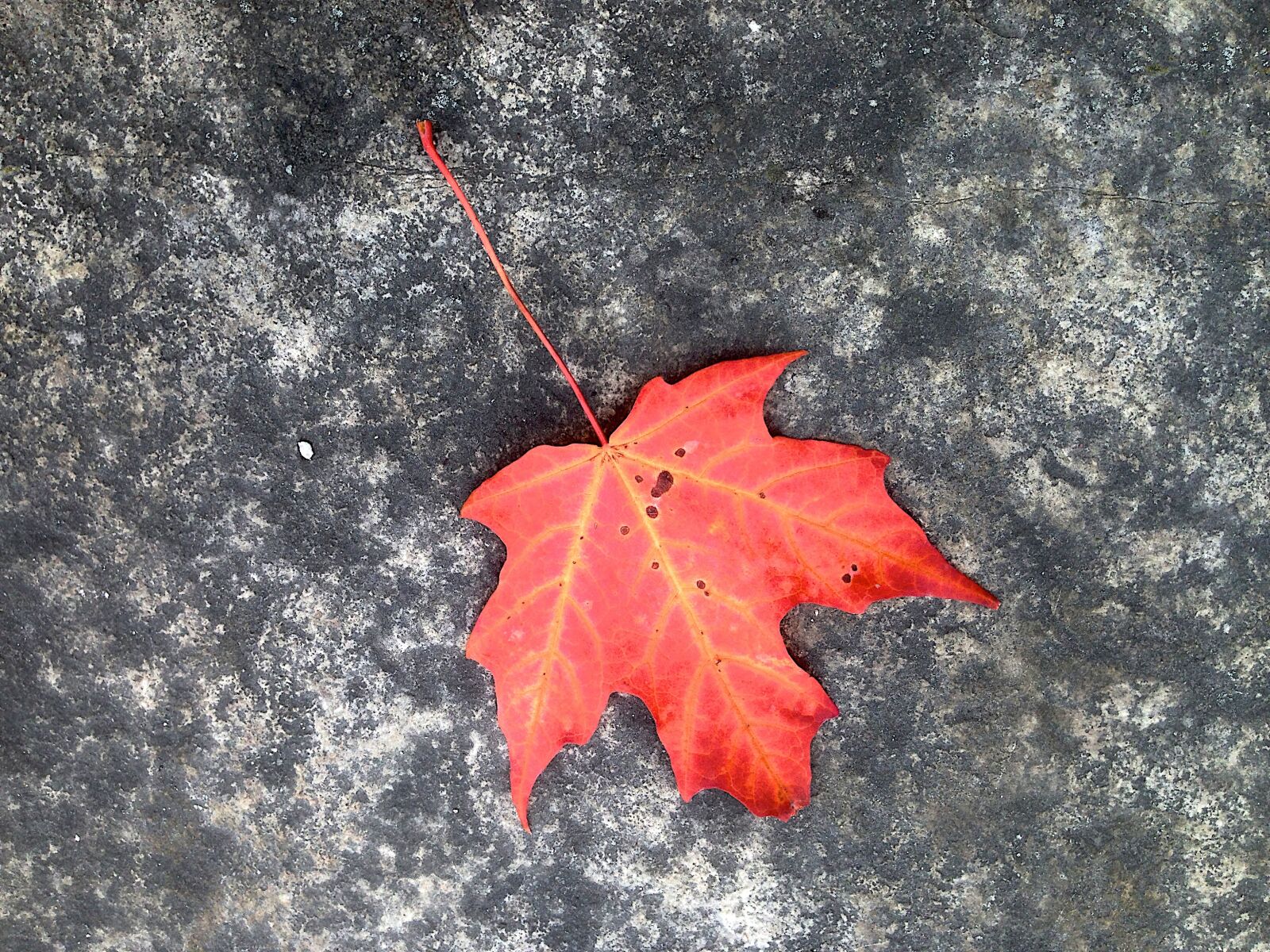 Apple iPhone 5 sample photo. Leaf, maple, autumn photography