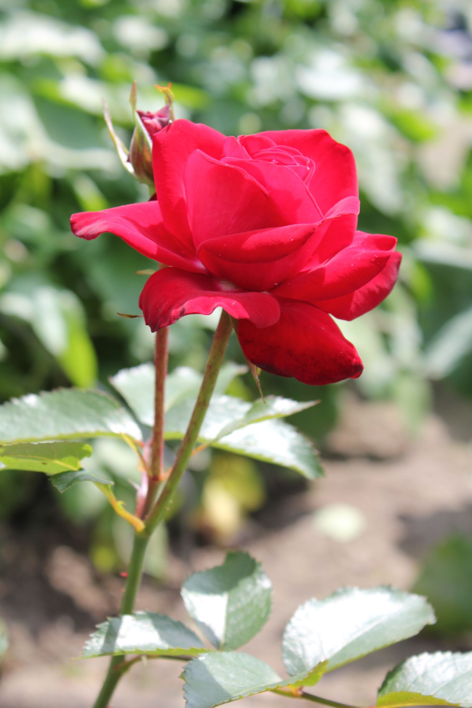 Canon EOS 550D (EOS Rebel T2i / EOS Kiss X4) sample photo. Rose, flower, blossom photography