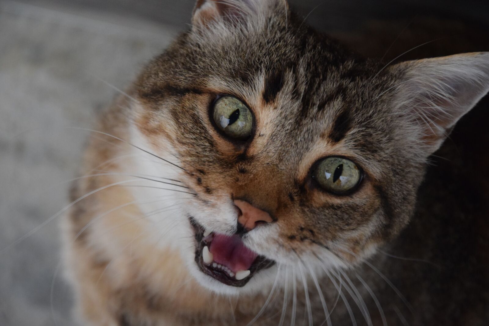 Nikon D5300 sample photo. Cat, domestic animal, feline photography