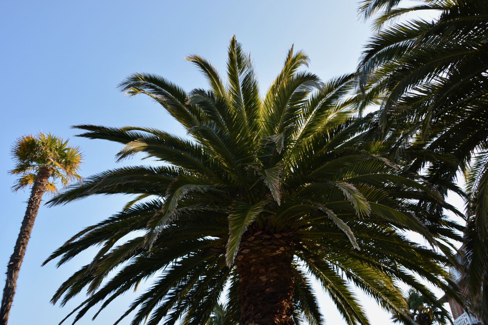 Nikon D5200 sample photo. Palm, palm tree, tree photography