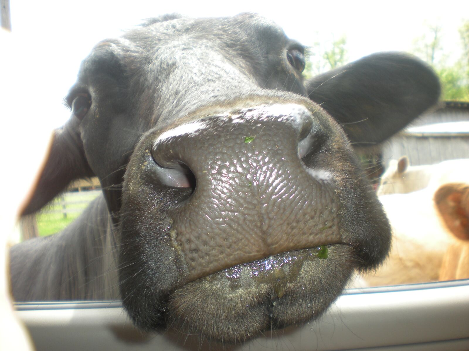 Nikon Coolpix S210 sample photo. Cows, head, farm photography