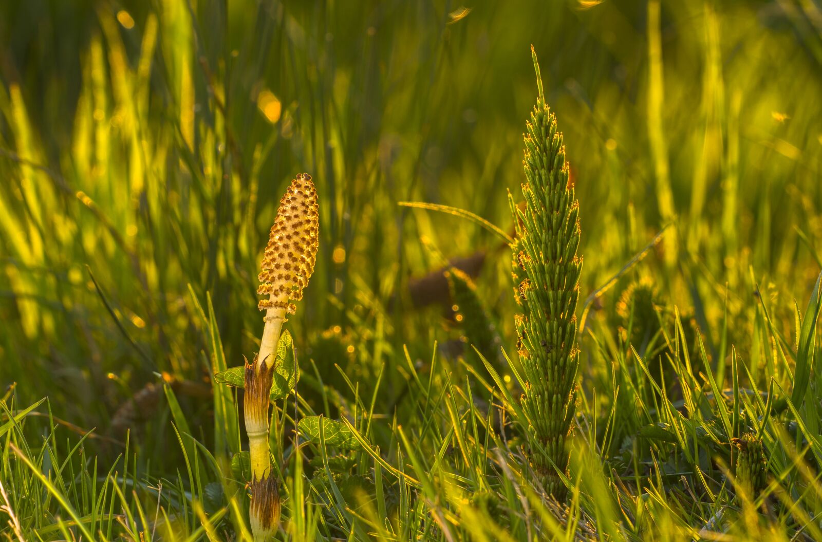 Canon EOS 700D (EOS Rebel T5i / EOS Kiss X7i) sample photo. Horsetail, cattail, equisetum arvense photography