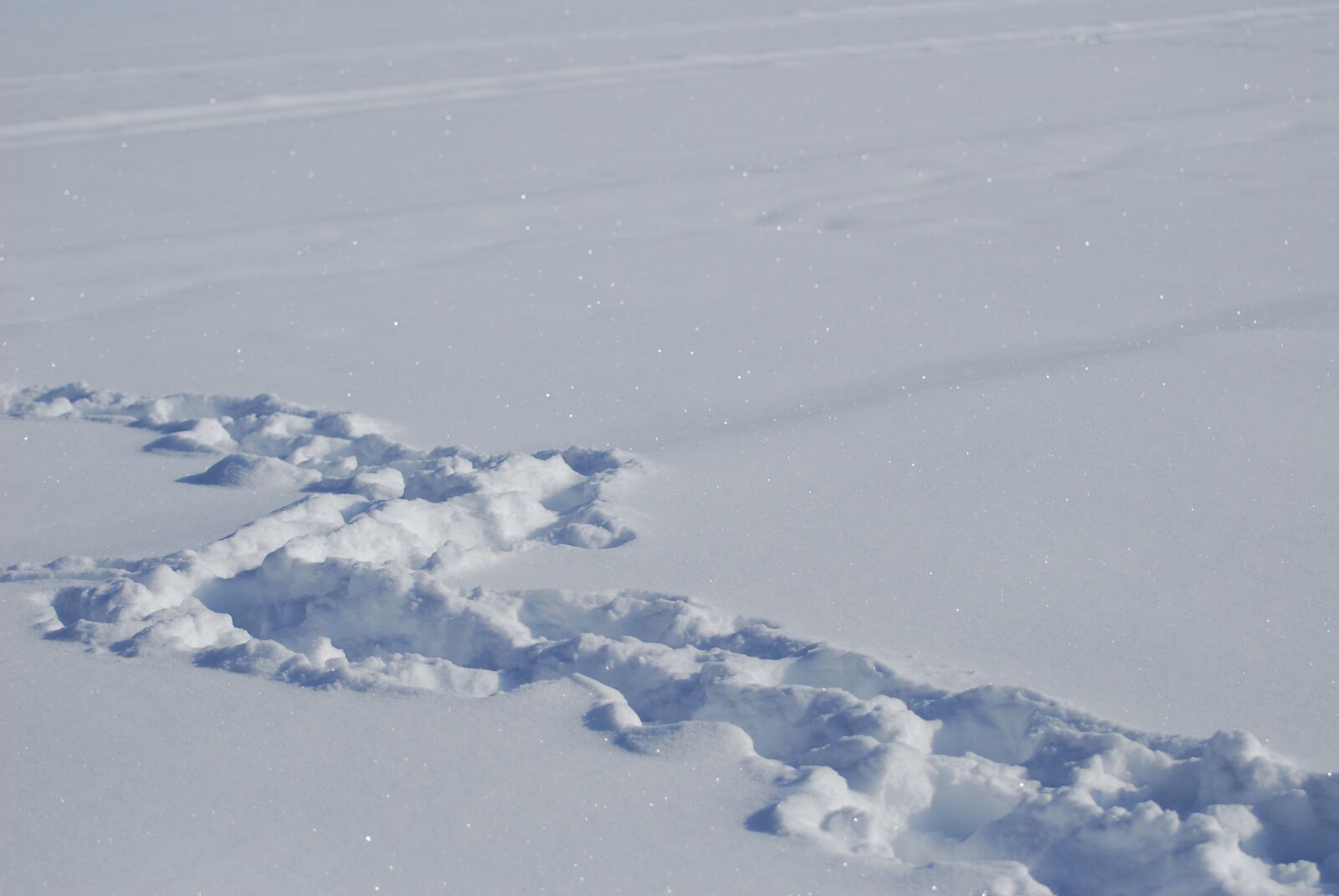 Nikon D200 sample photo. Trace, snow, background photography