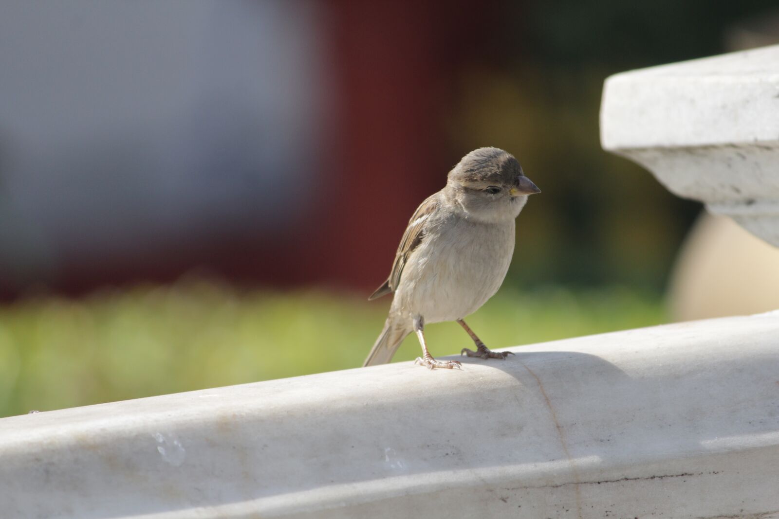 Canon EOS 1200D (EOS Rebel T5 / EOS Kiss X70 / EOS Hi) sample photo. Outdoors, nature, sparrow photography