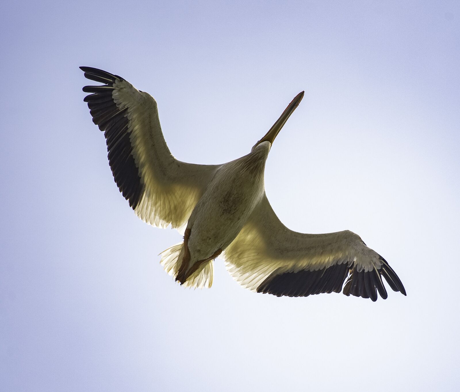 Nikon D750 sample photo. Underside, bird, pelican photography