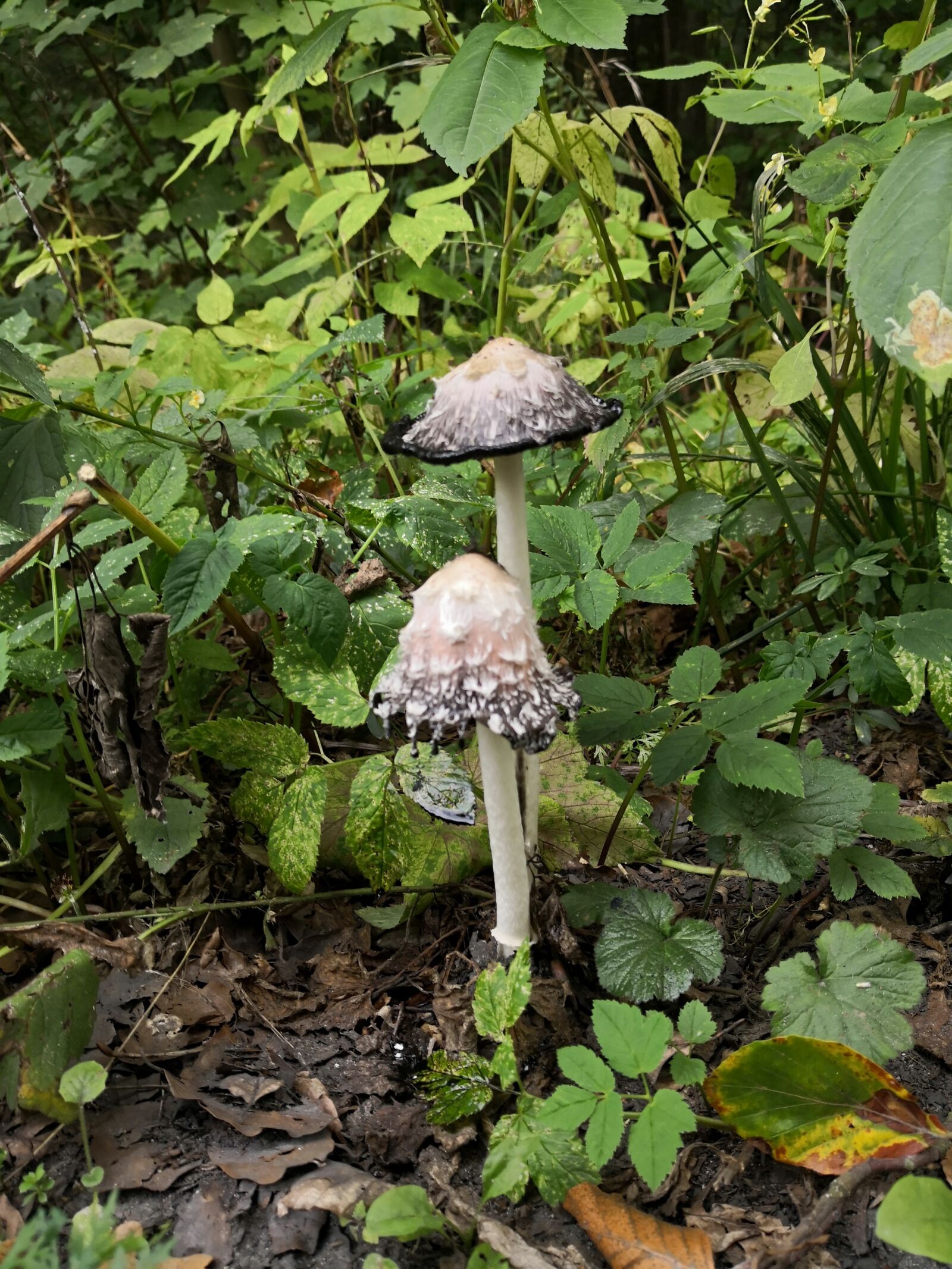 HUAWEI Mate 10 Pro sample photo. Mushroom, forest, green photography