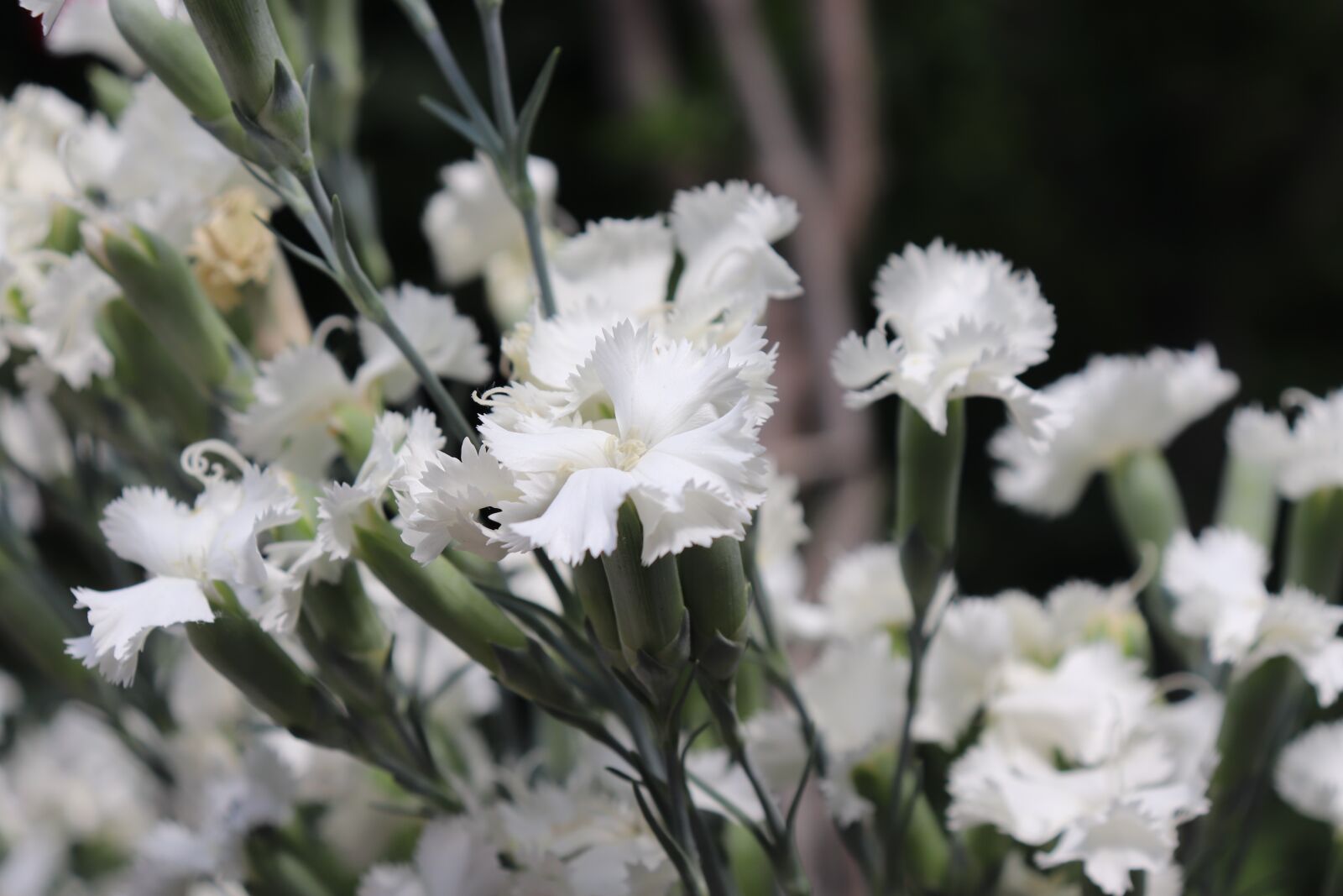 Canon EOS 200D (EOS Rebel SL2 / EOS Kiss X9) sample photo. Flower, white, spring photography