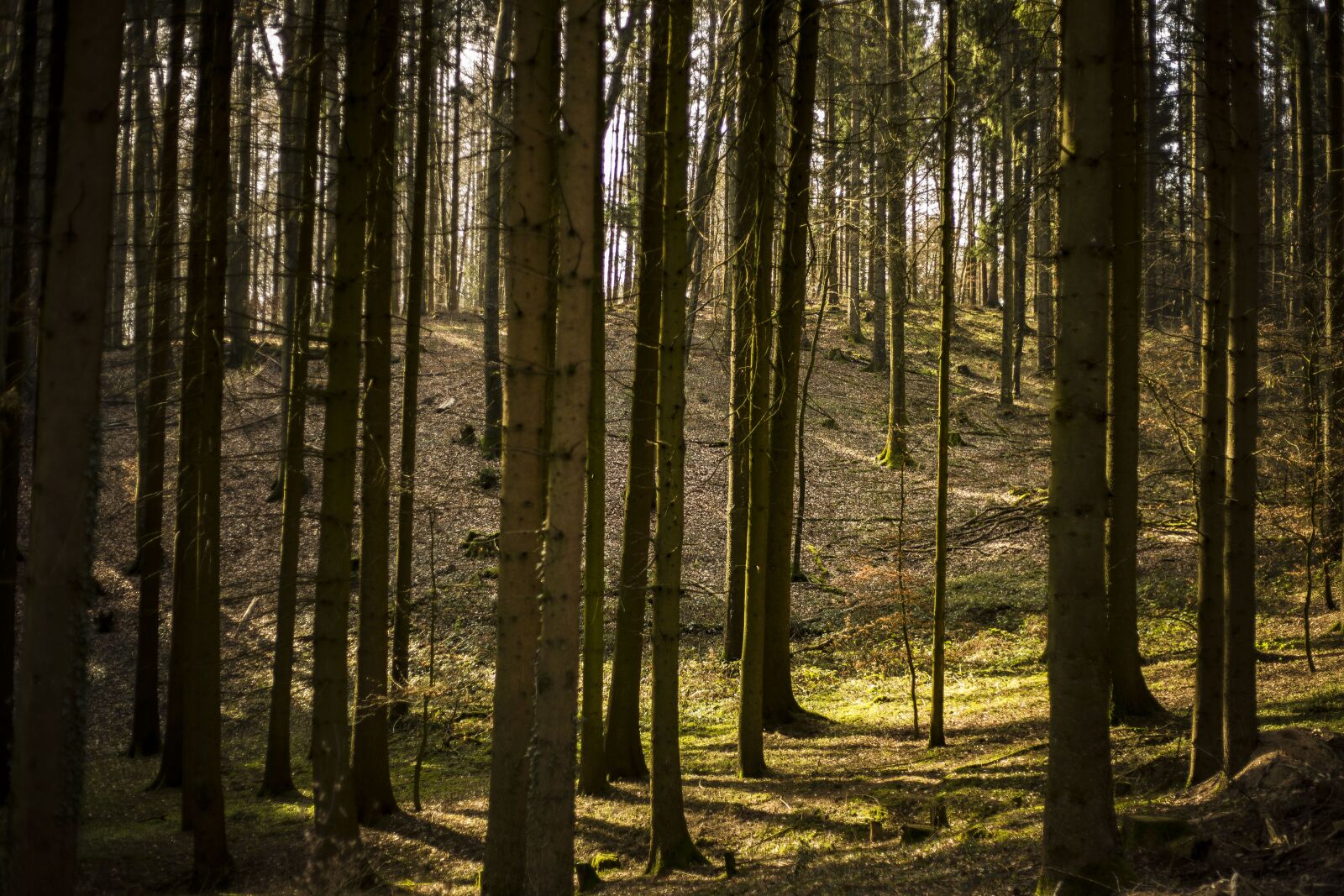 Canon EF 50mm F1.8 II sample photo. Wood, tree, nature photography
