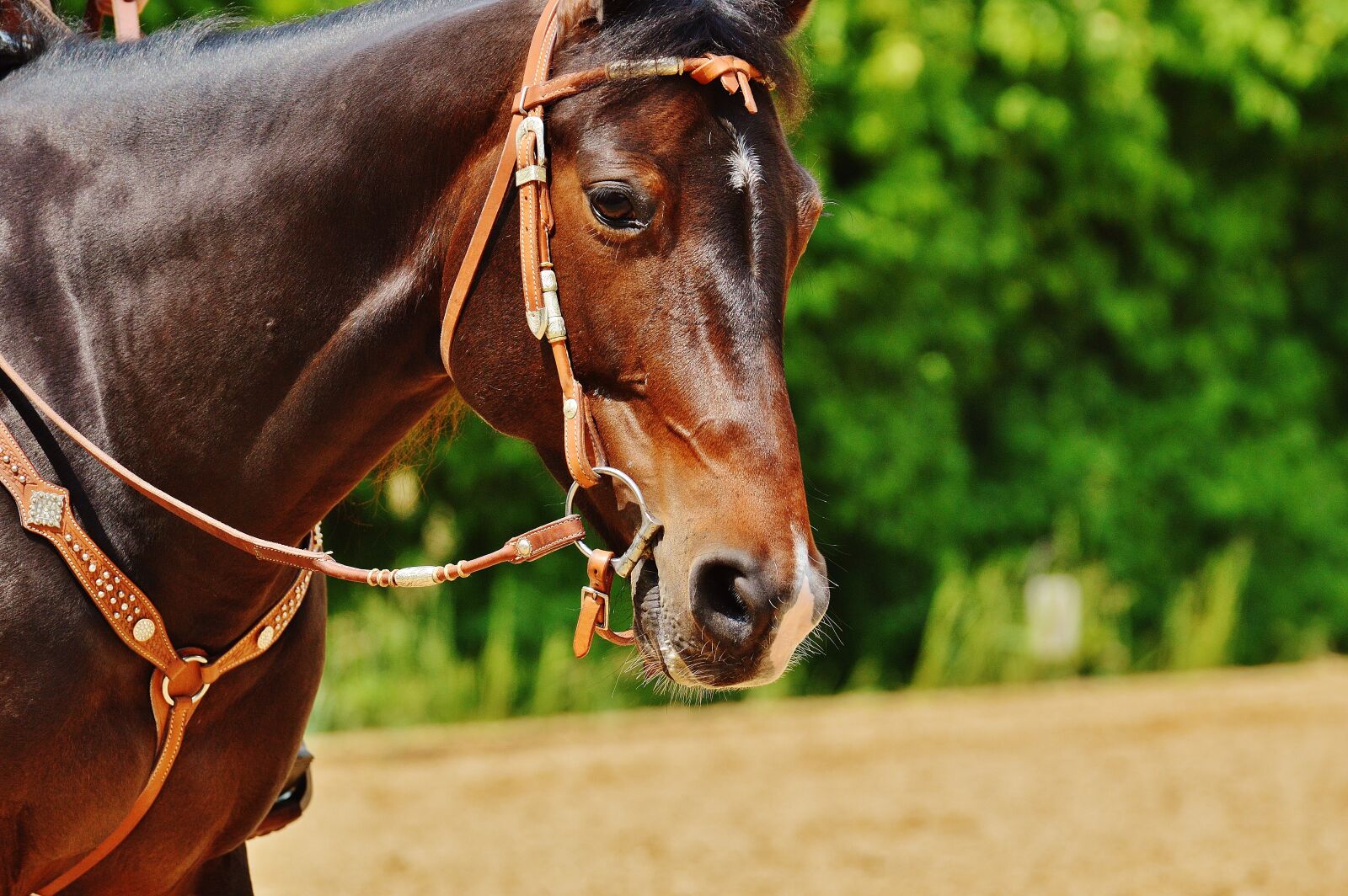 Nikon D3200 sample photo. Horse, coupling, stallion photography