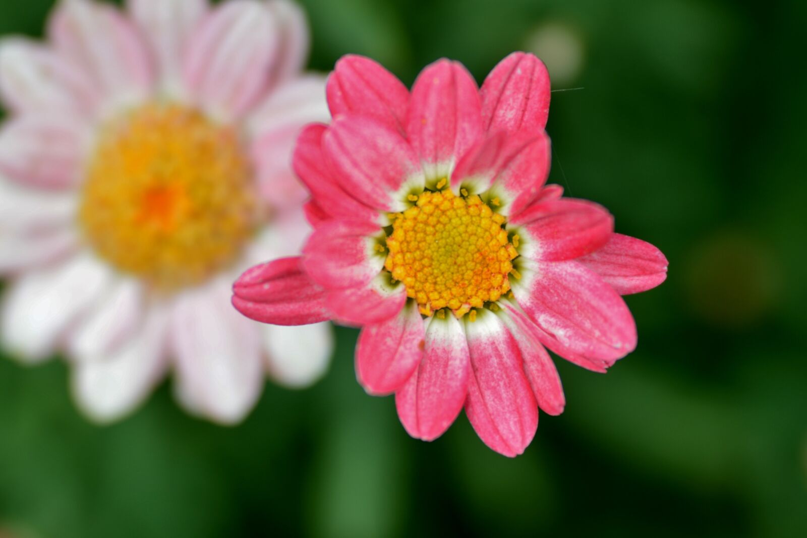 Nikon D600 sample photo. Flowers, pink, bloom photography