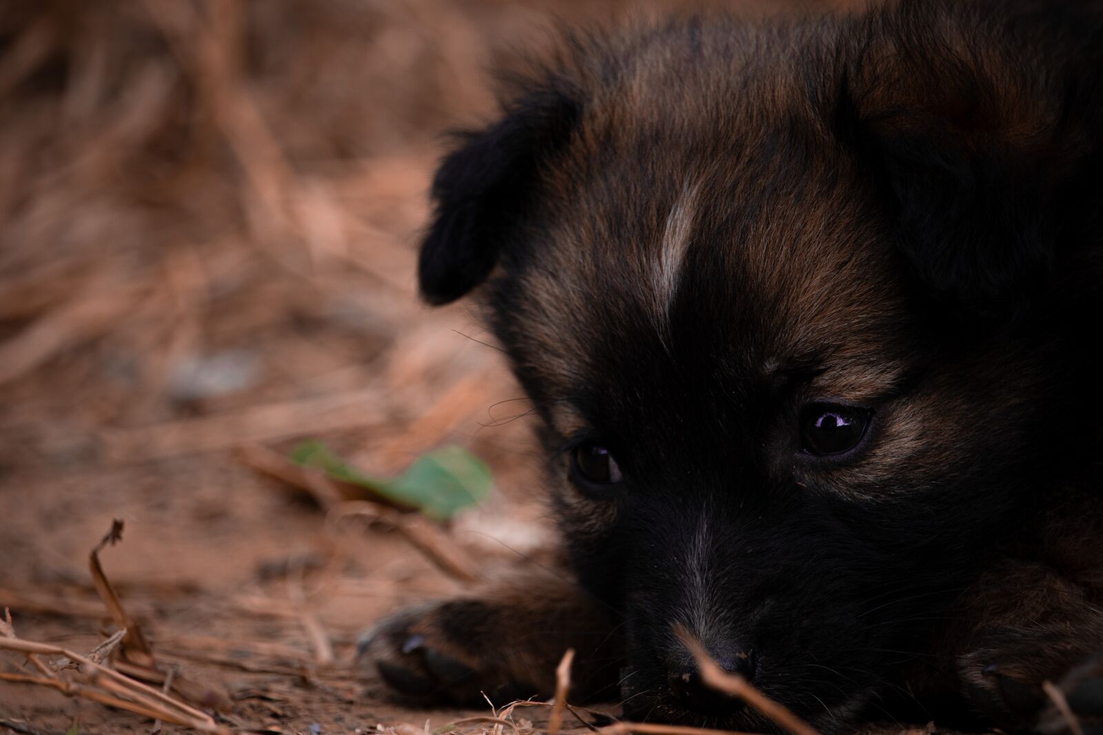 Canon EF-S 55-250mm F4-5.6 IS STM sample photo. Puppy, dog, pet photography