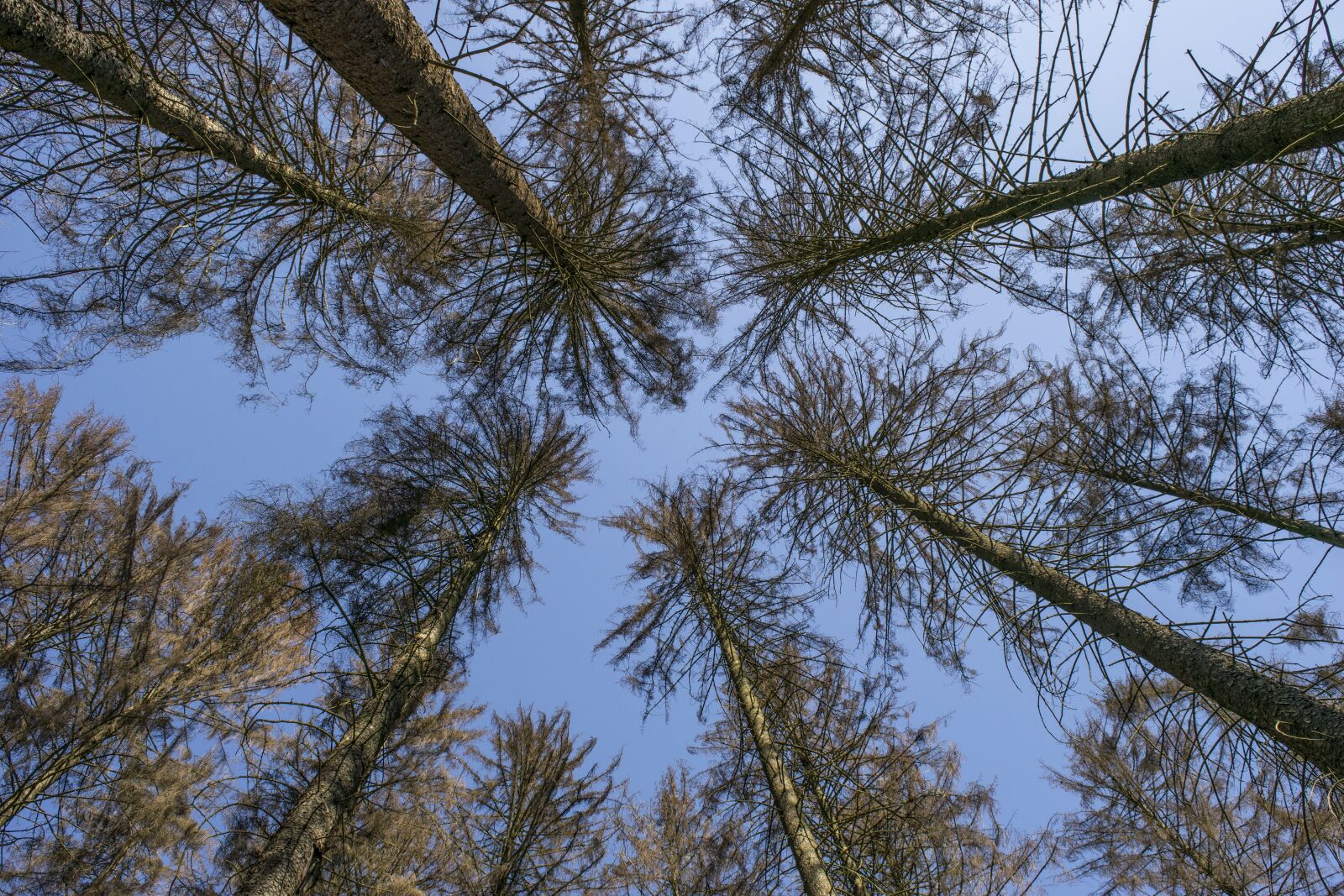 Nikon D3300 sample photo. Trees, nature, landscape photography