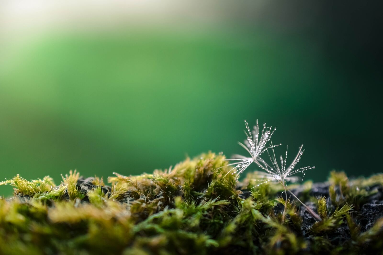 Nikon D7200 sample photo. Dandelion, green, nature photography