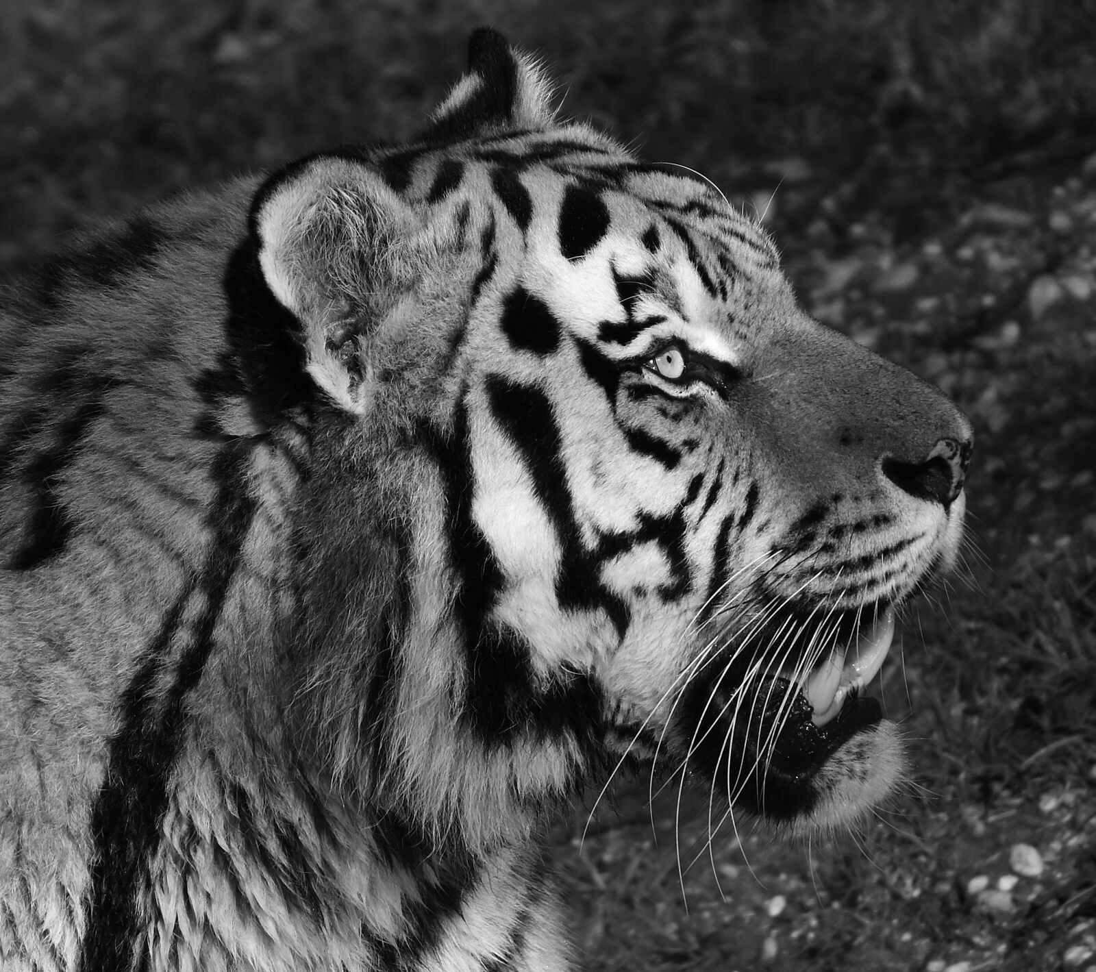 Nikon D7200 sample photo. Tiger, predator, fur photography