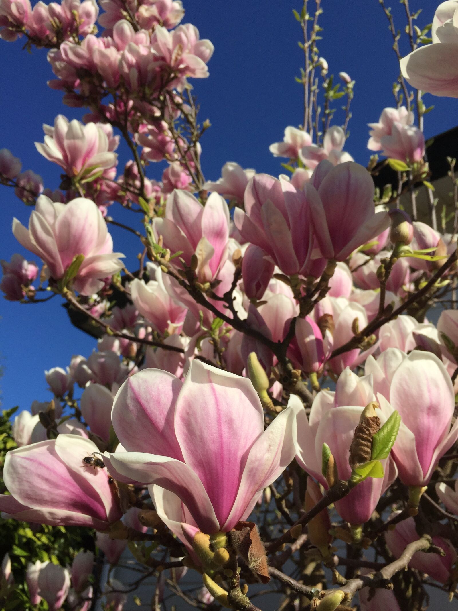 Apple iPhone 6 sample photo. Flower, flora, magnolia photography