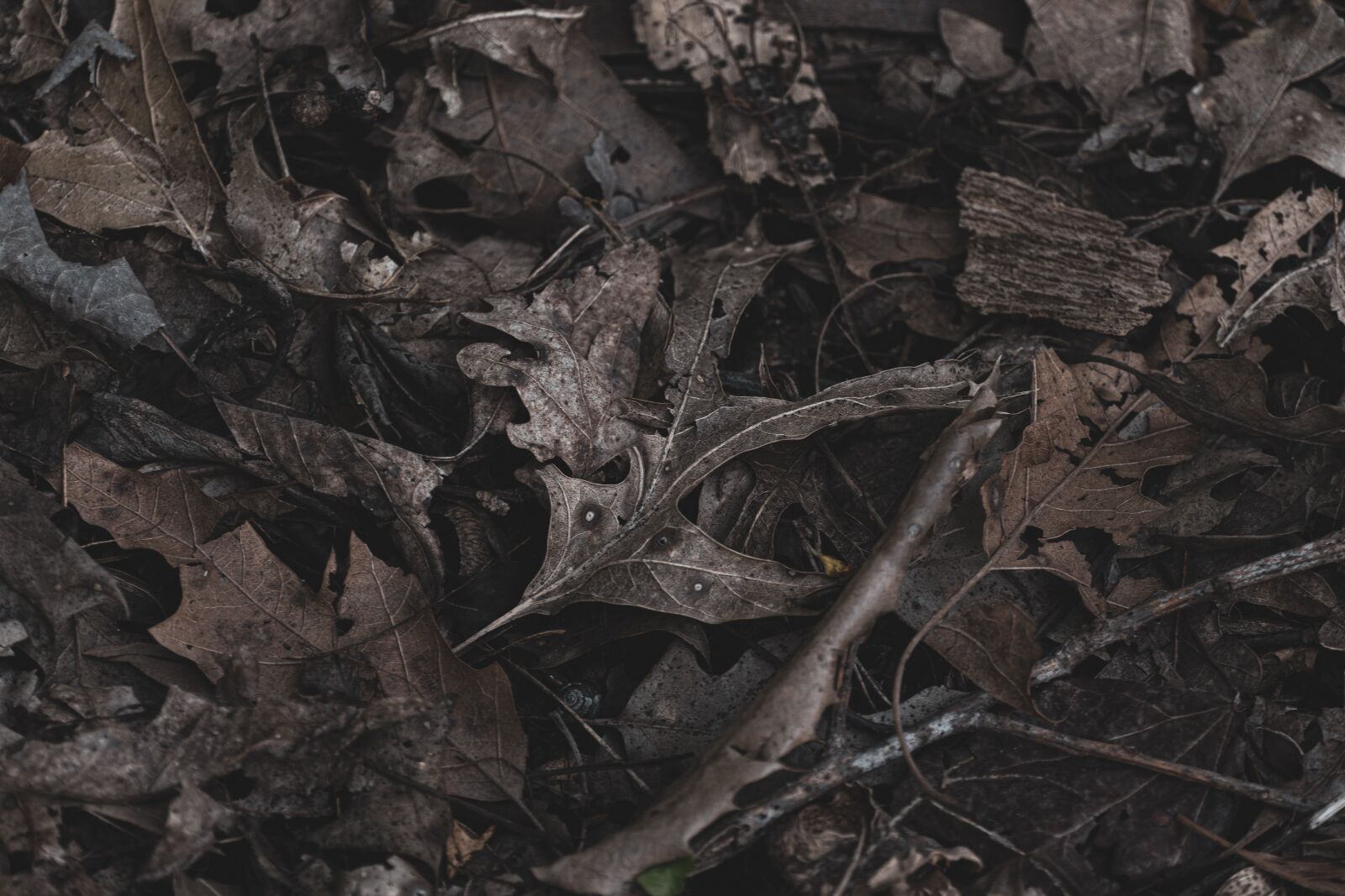 Sony a6600 sample photo. Dried leaves, brown, dry photography