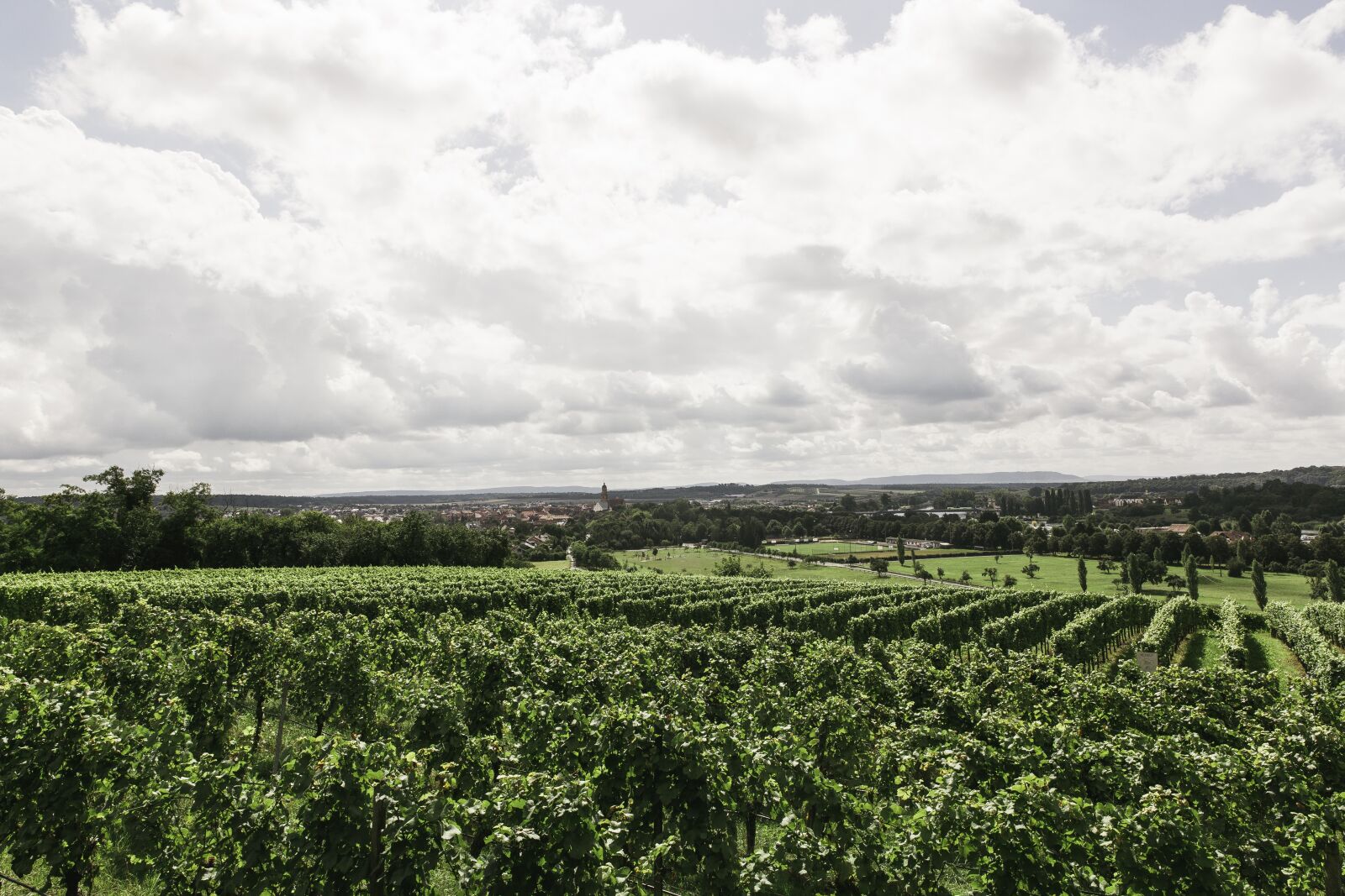 Canon EF 24-70mm F2.8L II USM sample photo. Wine, vineyard, nature photography