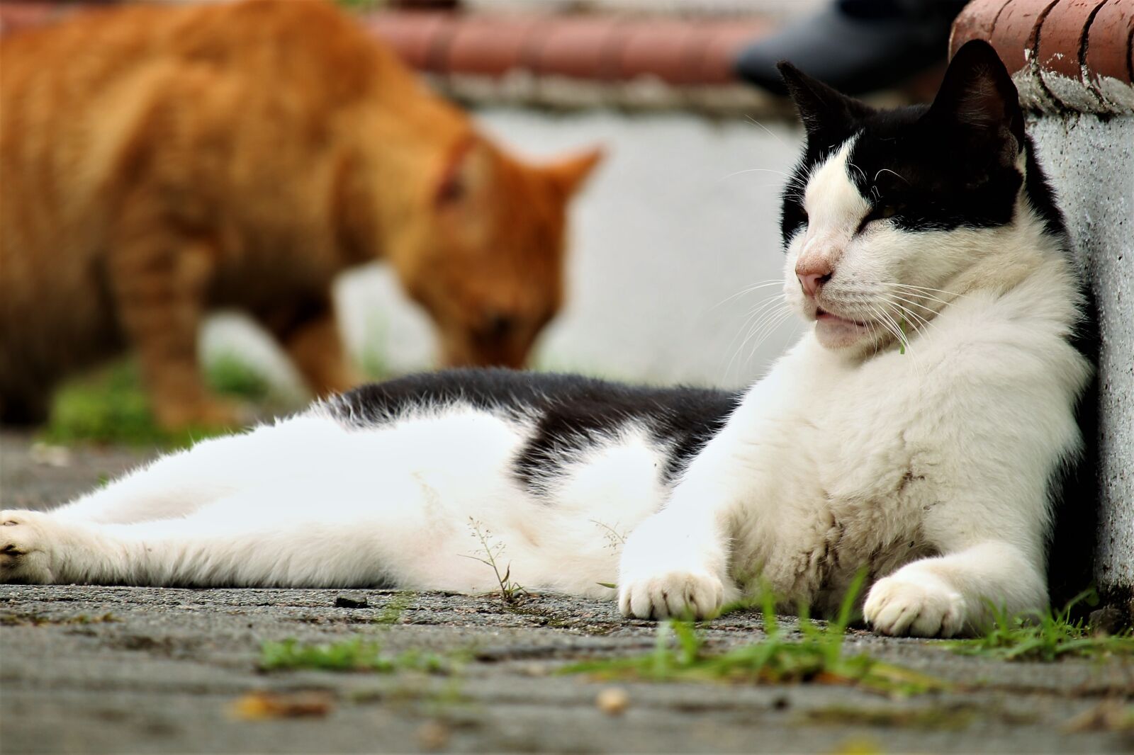 Canon EOS 70D + Canon EF-S 55-250mm F4-5.6 IS STM sample photo. Cat, animal, pet photography