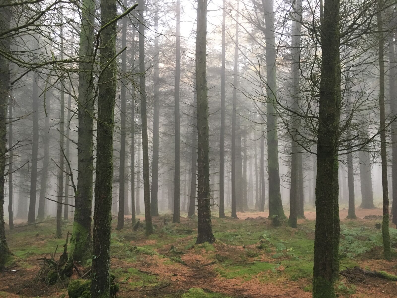 Apple iPhone 6s sample photo. Eary, fall, fog, forest photography