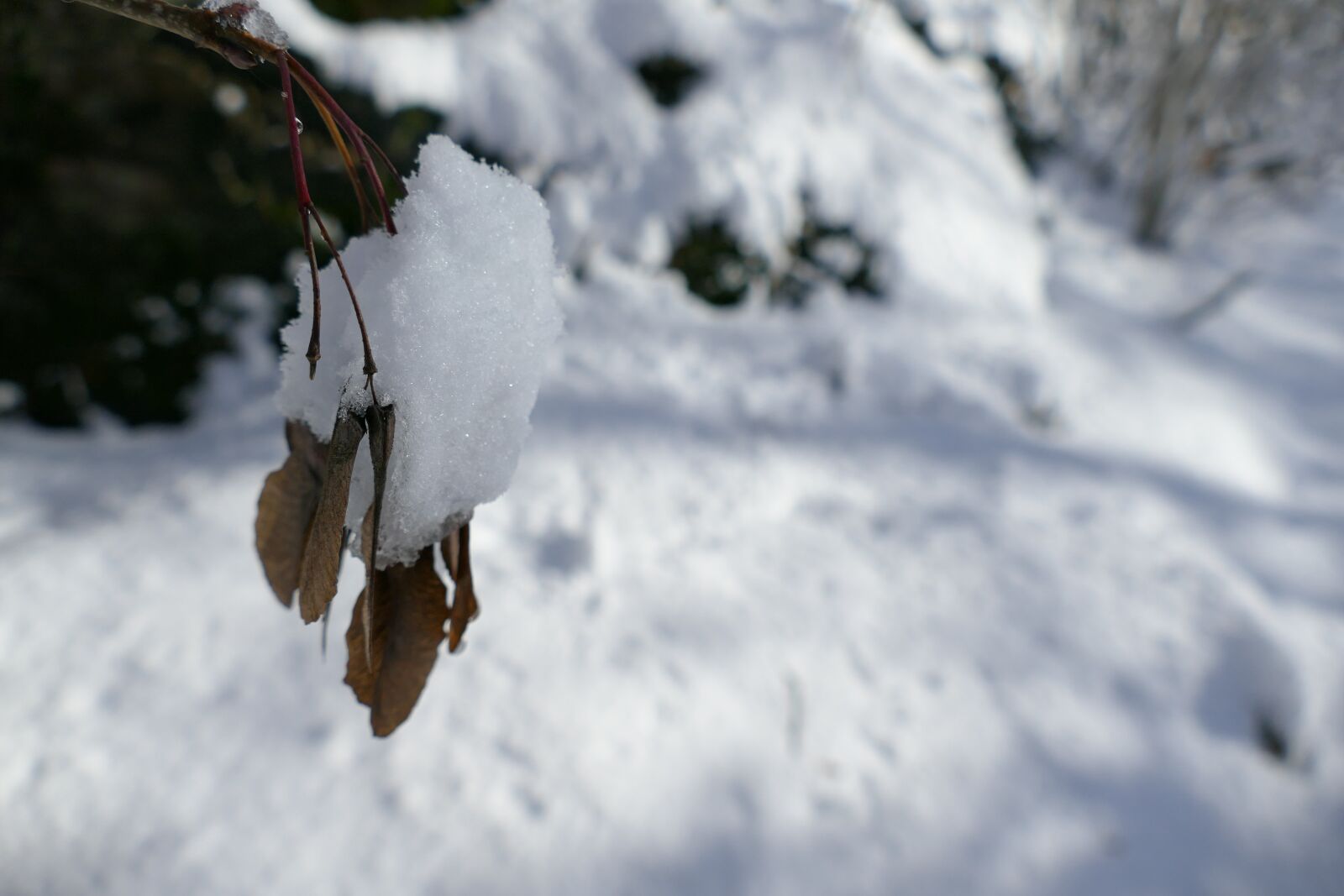 Panasonic Lumix DMC-FZ1000 sample photo. Winter, tree, woods photography