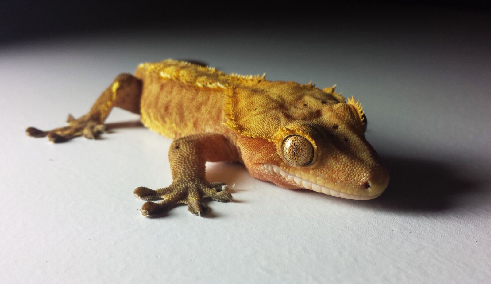 Samsung Galaxy S4 sample photo. Gecko, crested, ciliatus photography