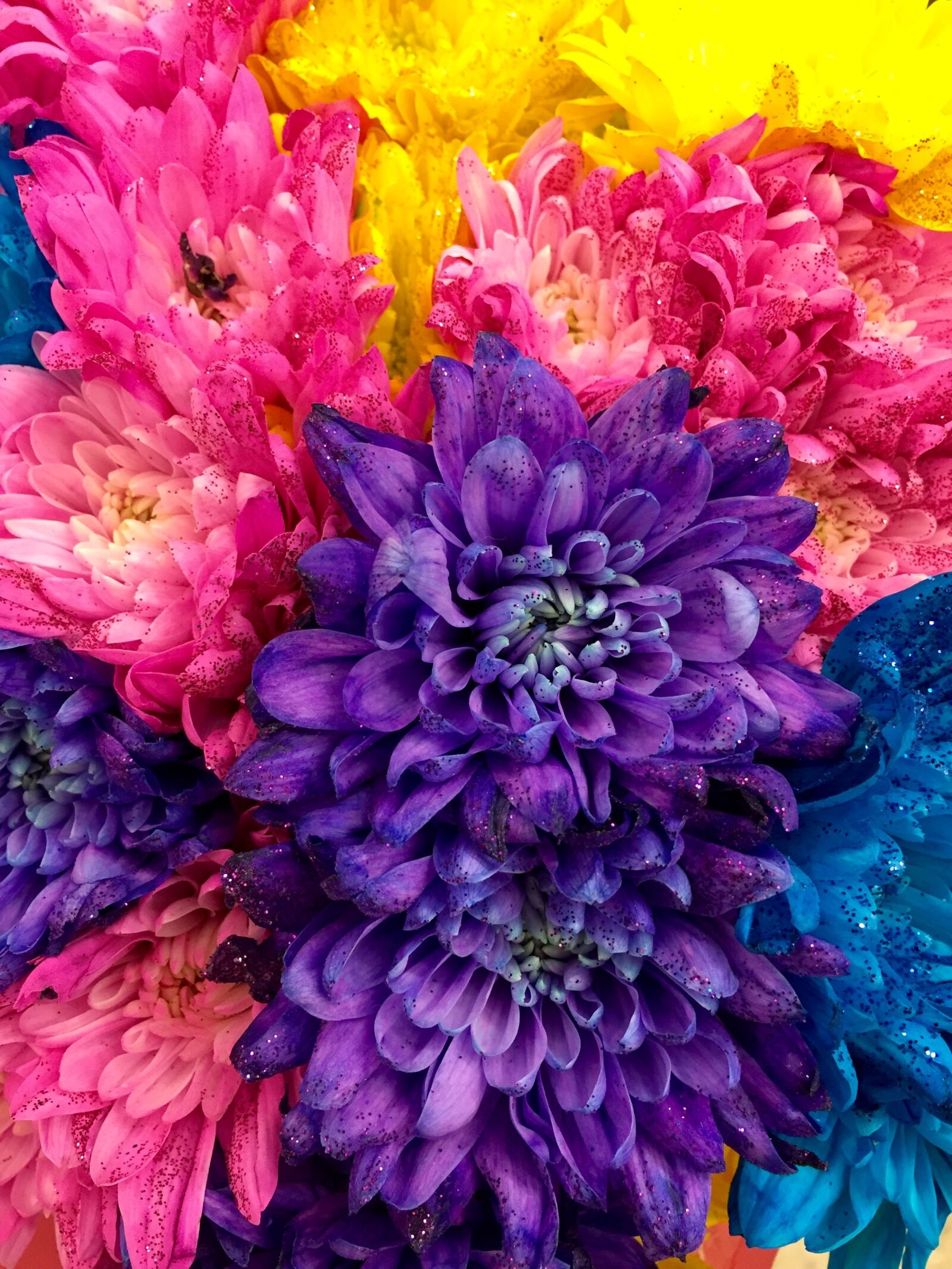iPhone 6 Plus back camera 4.15mm f/2.2 sample photo. Dahlia, colorful, flower photography