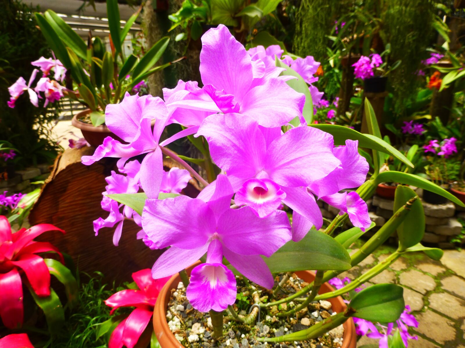 Panasonic DMC-TZ31 sample photo. Orchid, pink, flower photography