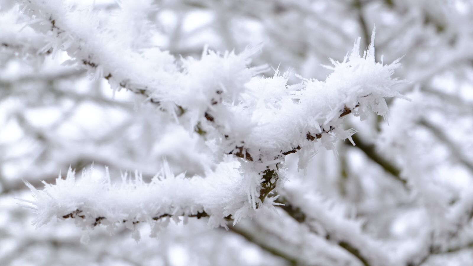 Fujifilm XC 16-50mm F3.5-5.6 OIS II sample photo. Winter, frost, cold photography