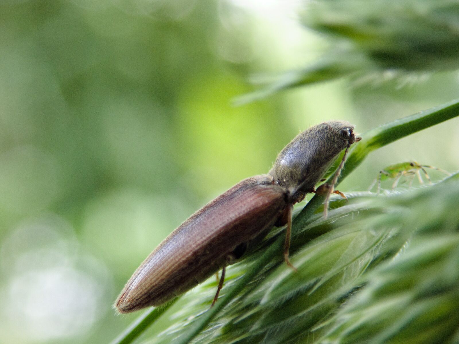 Olympus TG-5 sample photo. Beetle, insect, macro photography