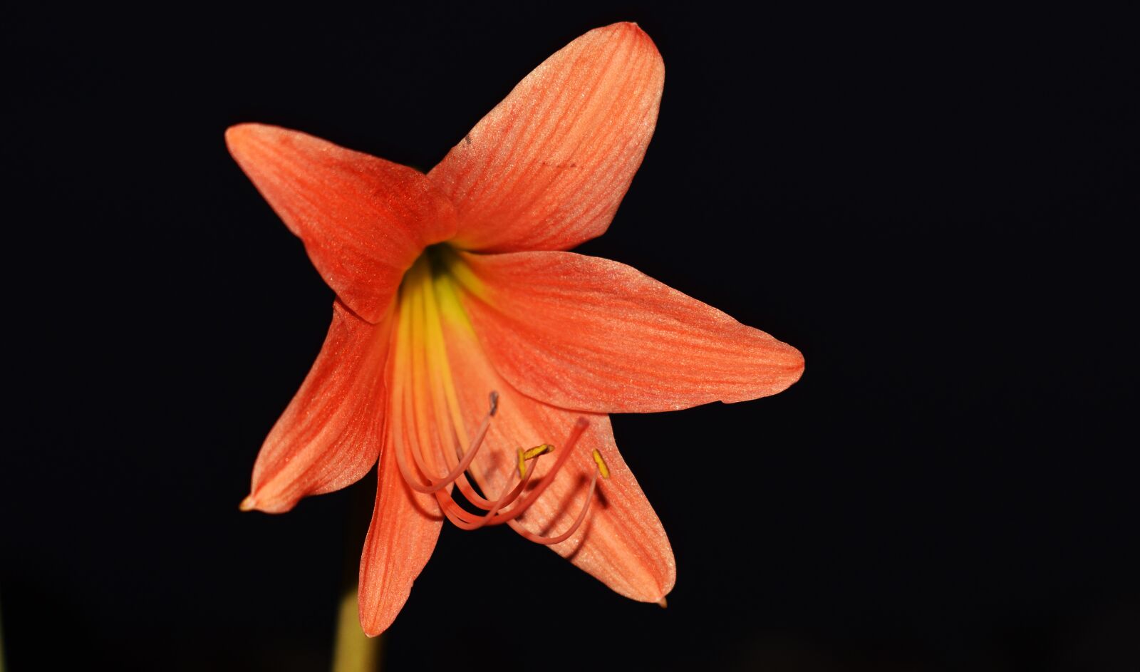 Nikon D3500 sample photo. Lily, lily flower, flower photography