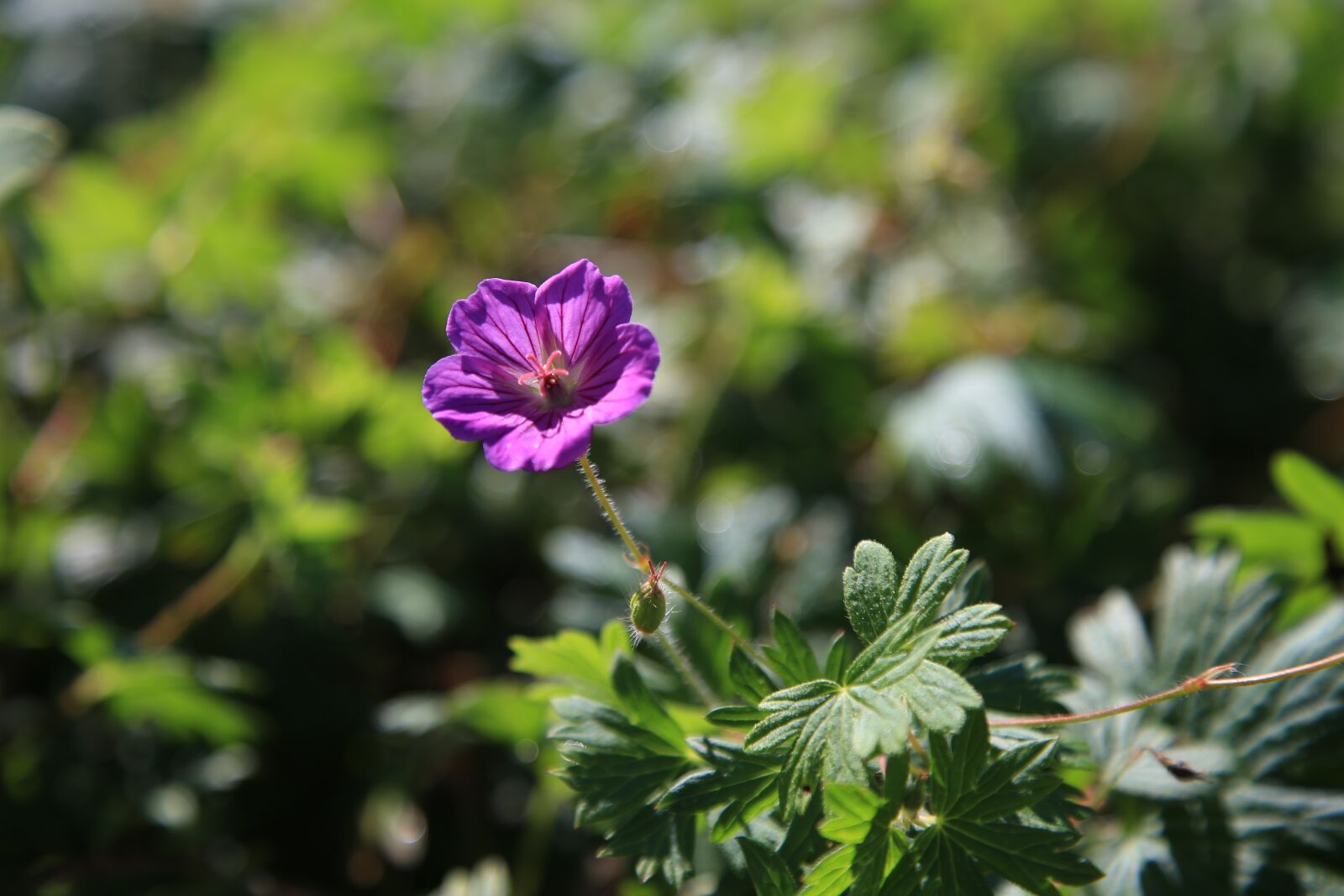 Canon EOS 6D + Canon EF 24-105mm F4L IS USM sample photo. Flowers, wildflower, nature photography