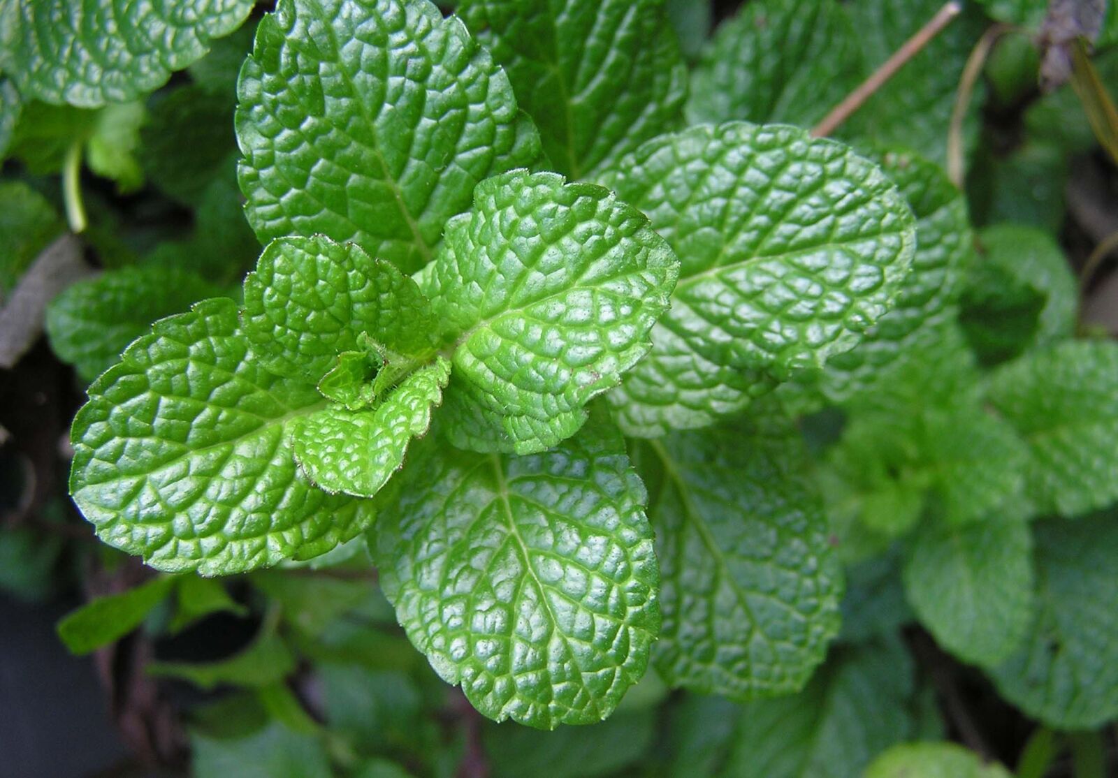 Olympus C750UZ sample photo. Herb, mint, food photography