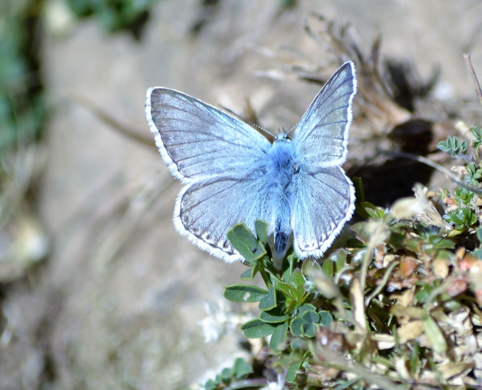 Nikon D3100 sample photo. Butterfly, pyrenees, nature photography