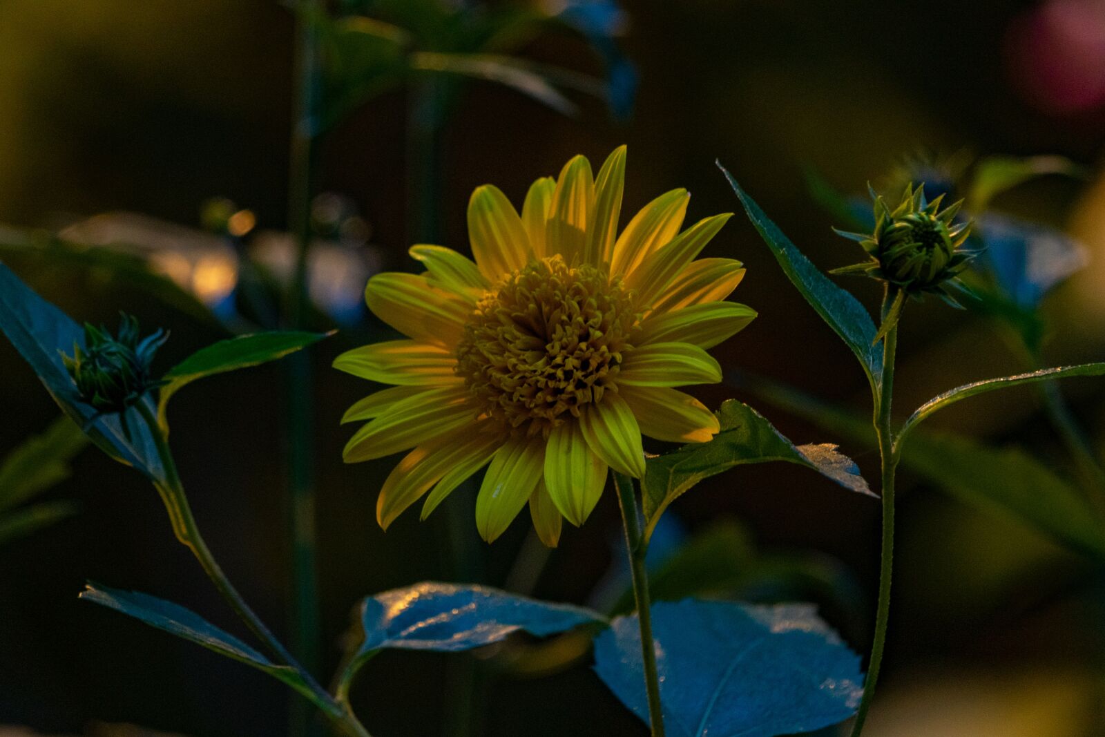 Nikon D3300 sample photo. Flower, yellow flower, buds photography
