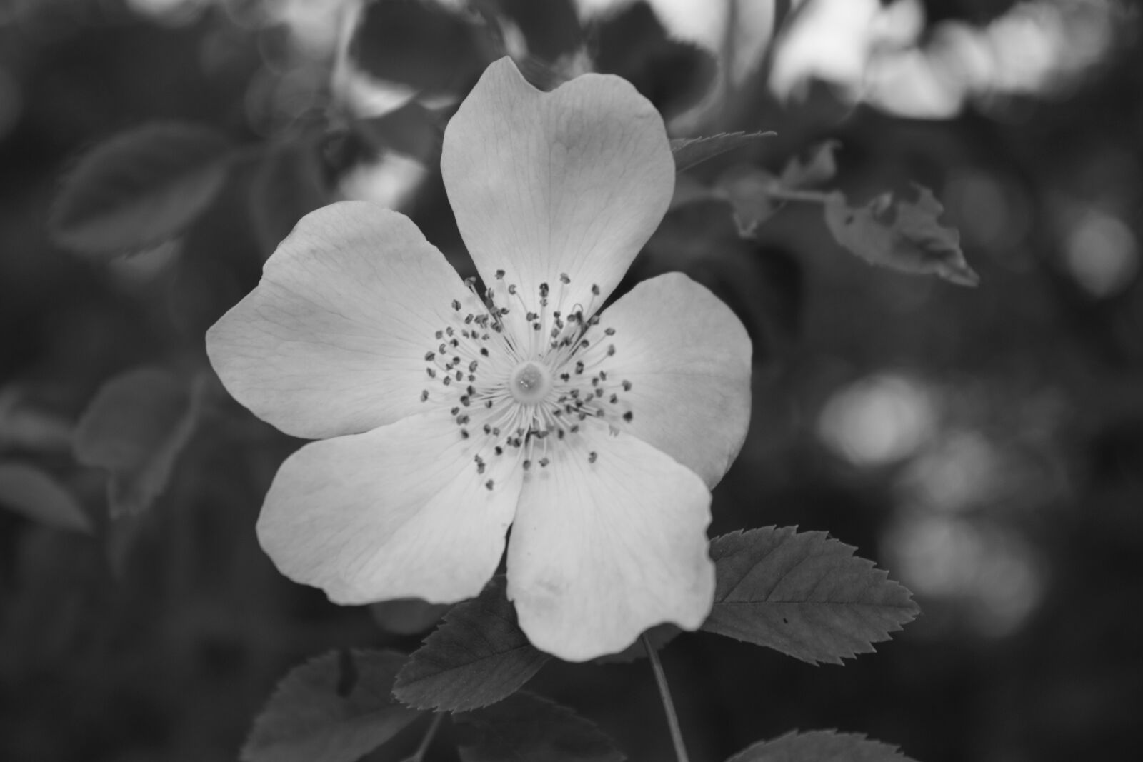 Canon EOS 450D (EOS Rebel XSi / EOS Kiss X2) sample photo. Flowers, nature, pistil photography