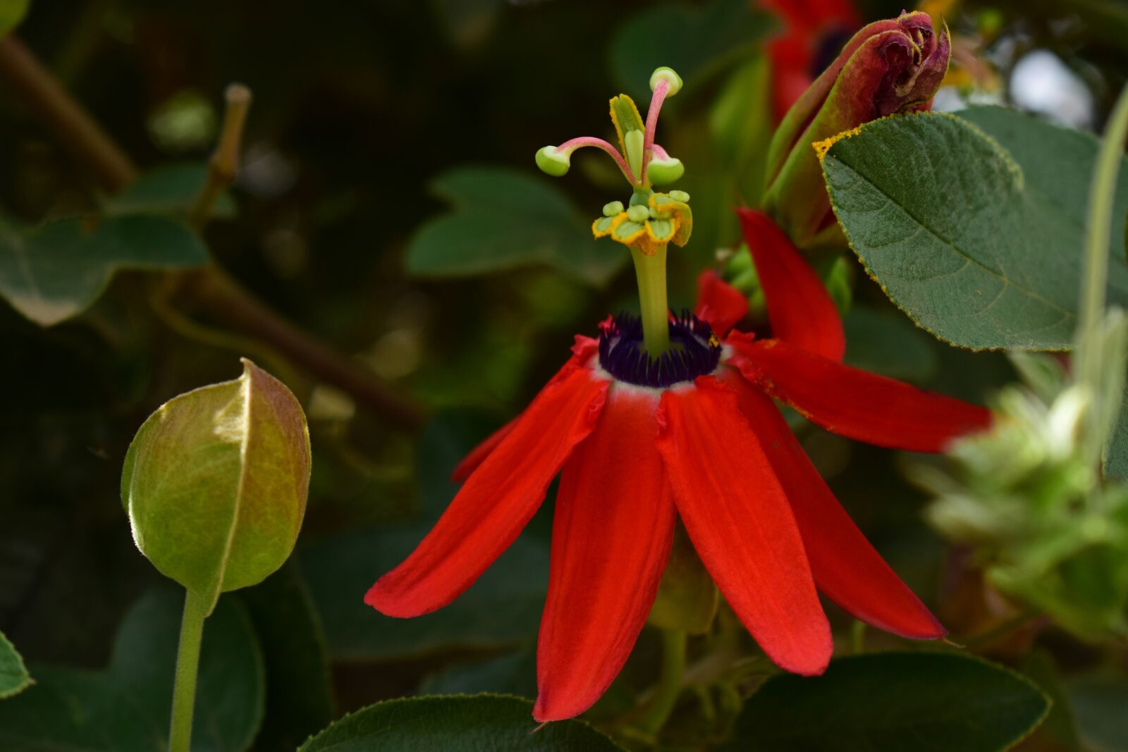 Nikon D3400 sample photo. Plant, flower, nature photography