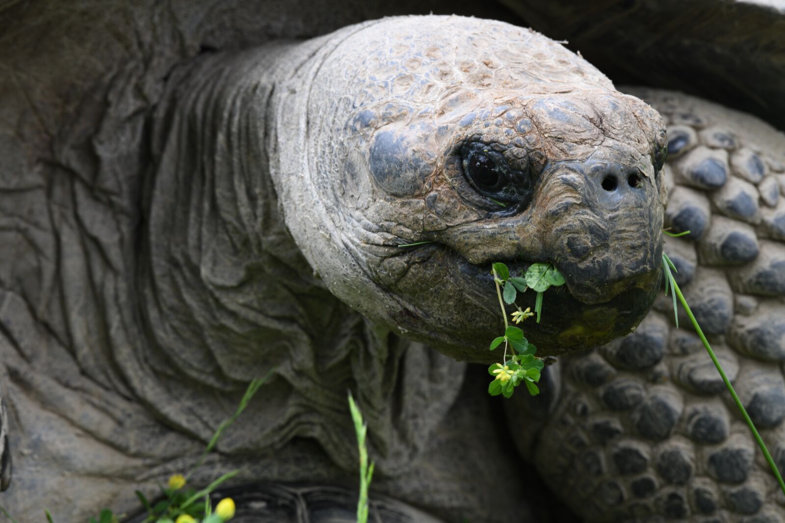 Nikon D850 sample photo. Tortoise, turtle, reptile photography
