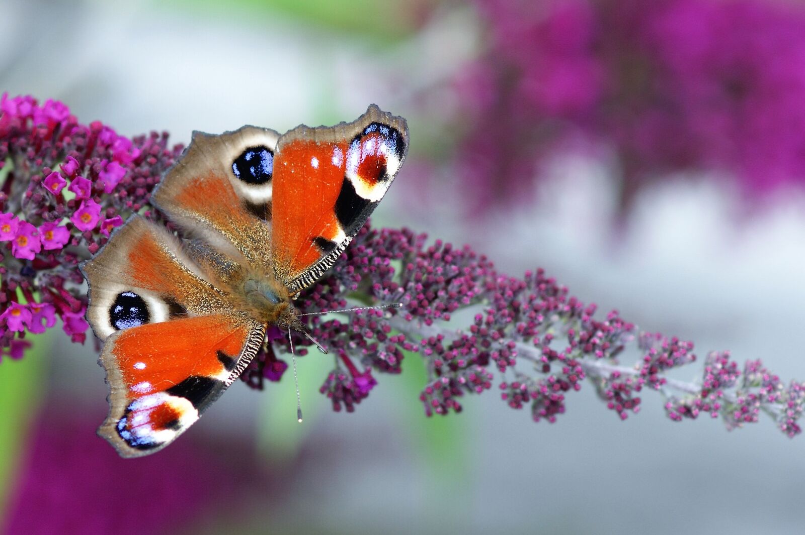 Sony Alpha DSLR-A350 sample photo. Peacock butterfly, butterfly, insect photography