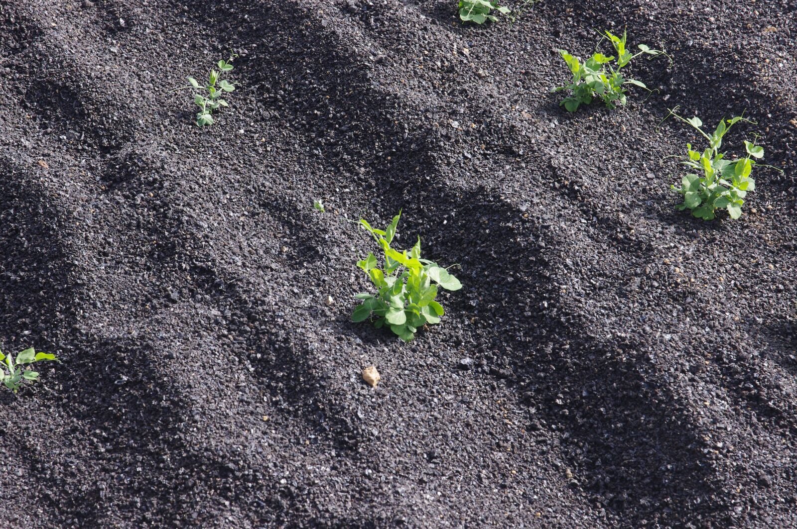 Pentax K-x sample photo. Agriculture, farming, plants photography
