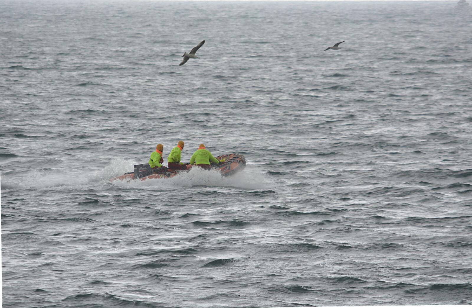 Nikon D5200 sample photo. Bateau, maritime, mer, oiseaux photography