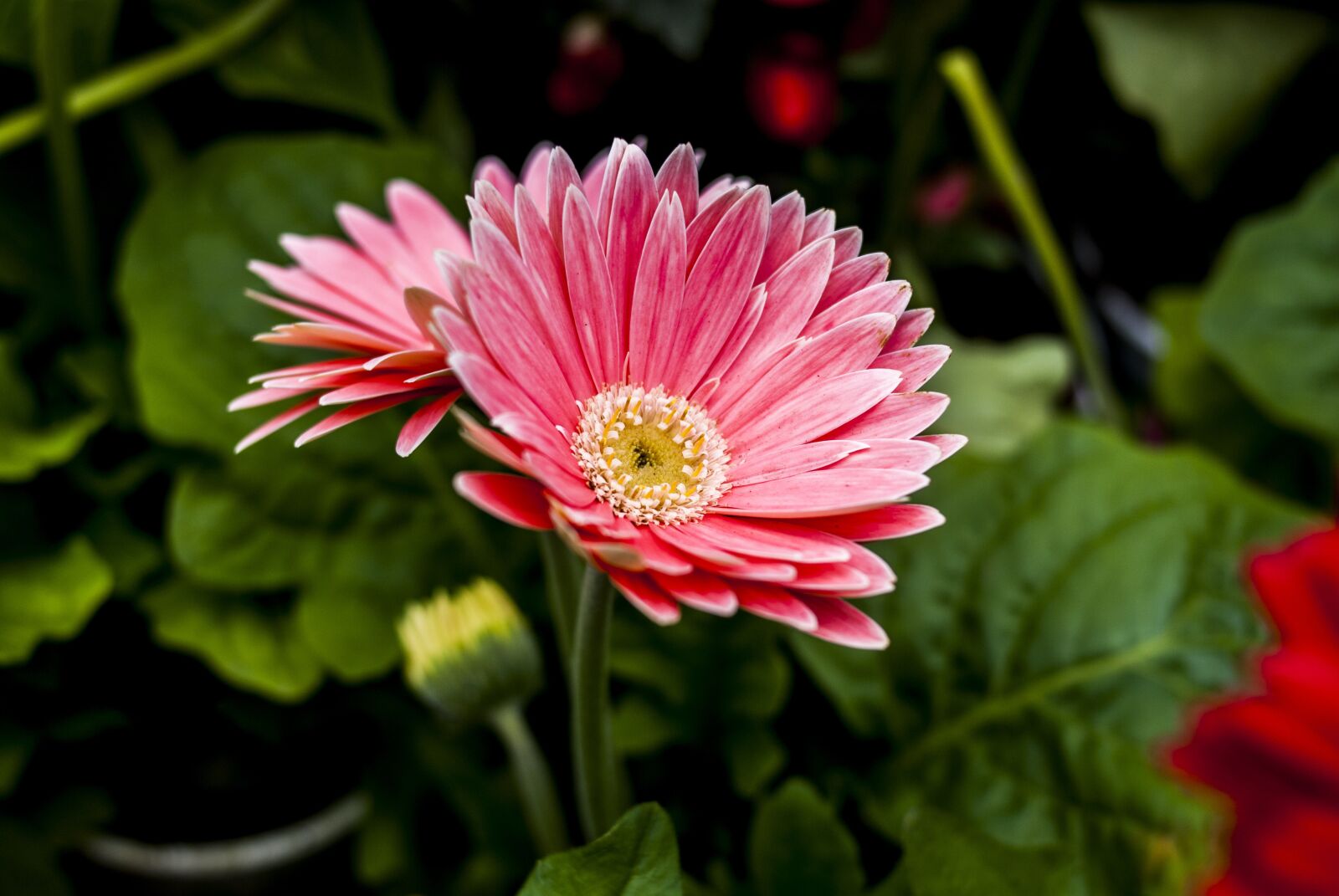 Nikon D60 sample photo. Beautiful flower, flower, nature photography